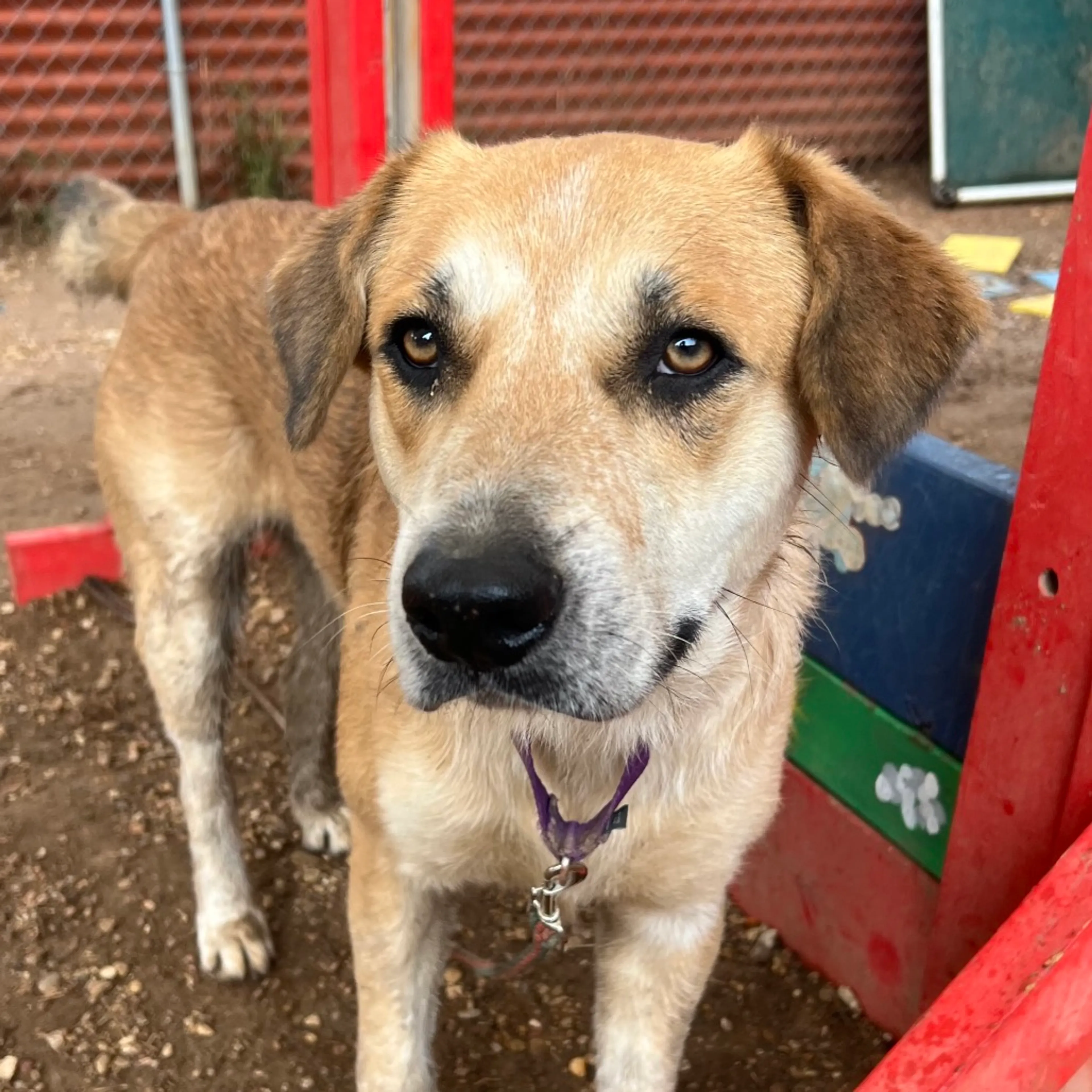 Found pet-34
