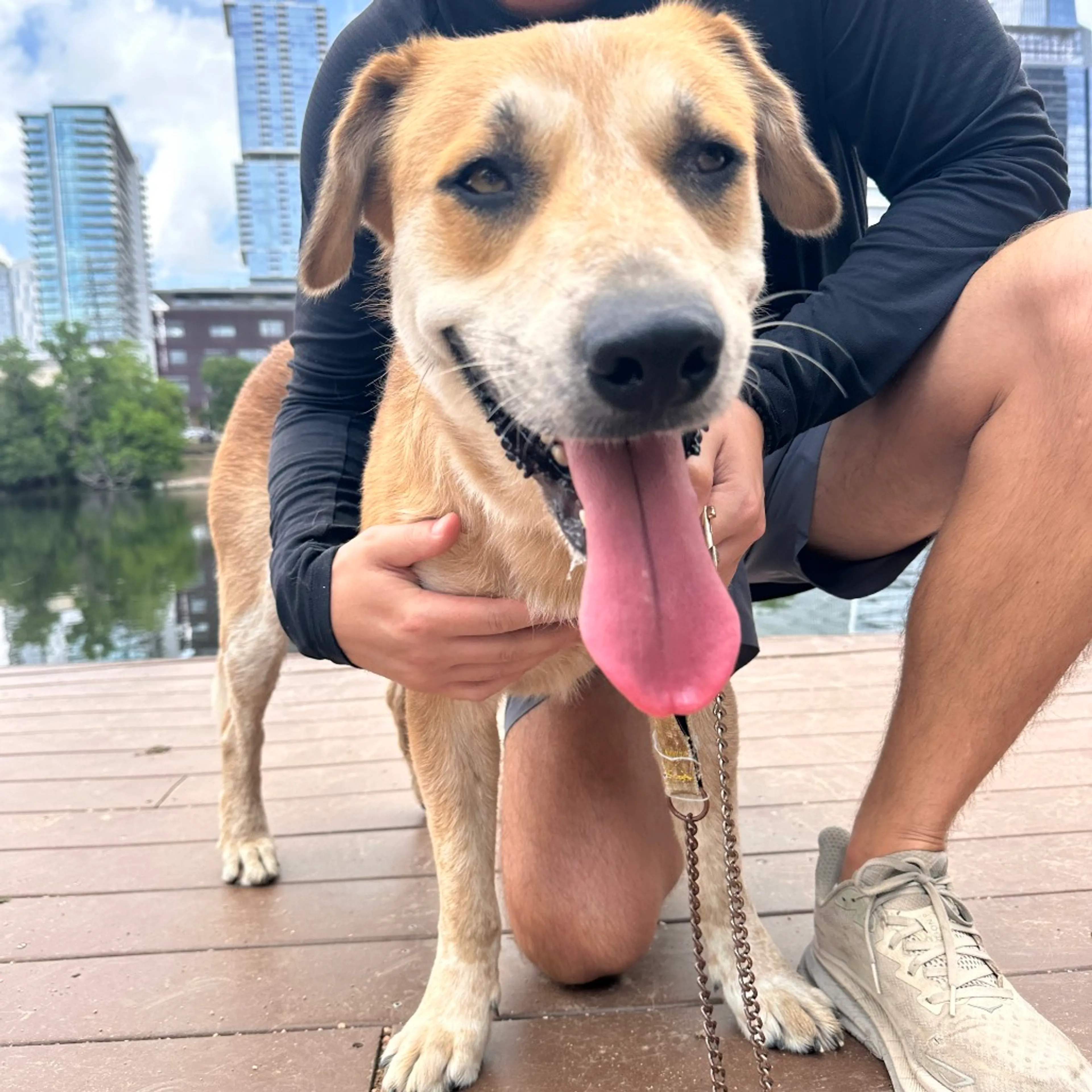 Found pet-37