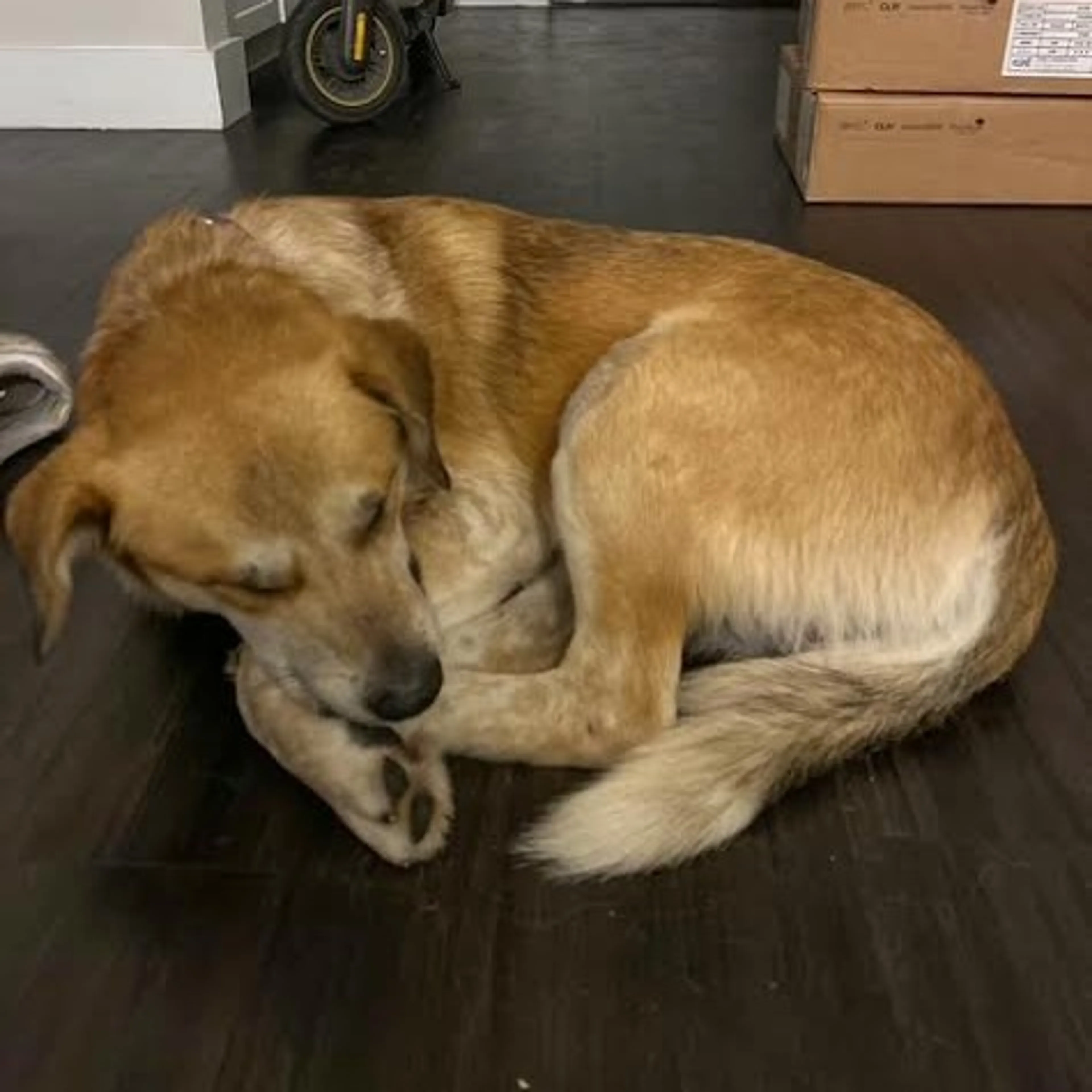Found pet-28