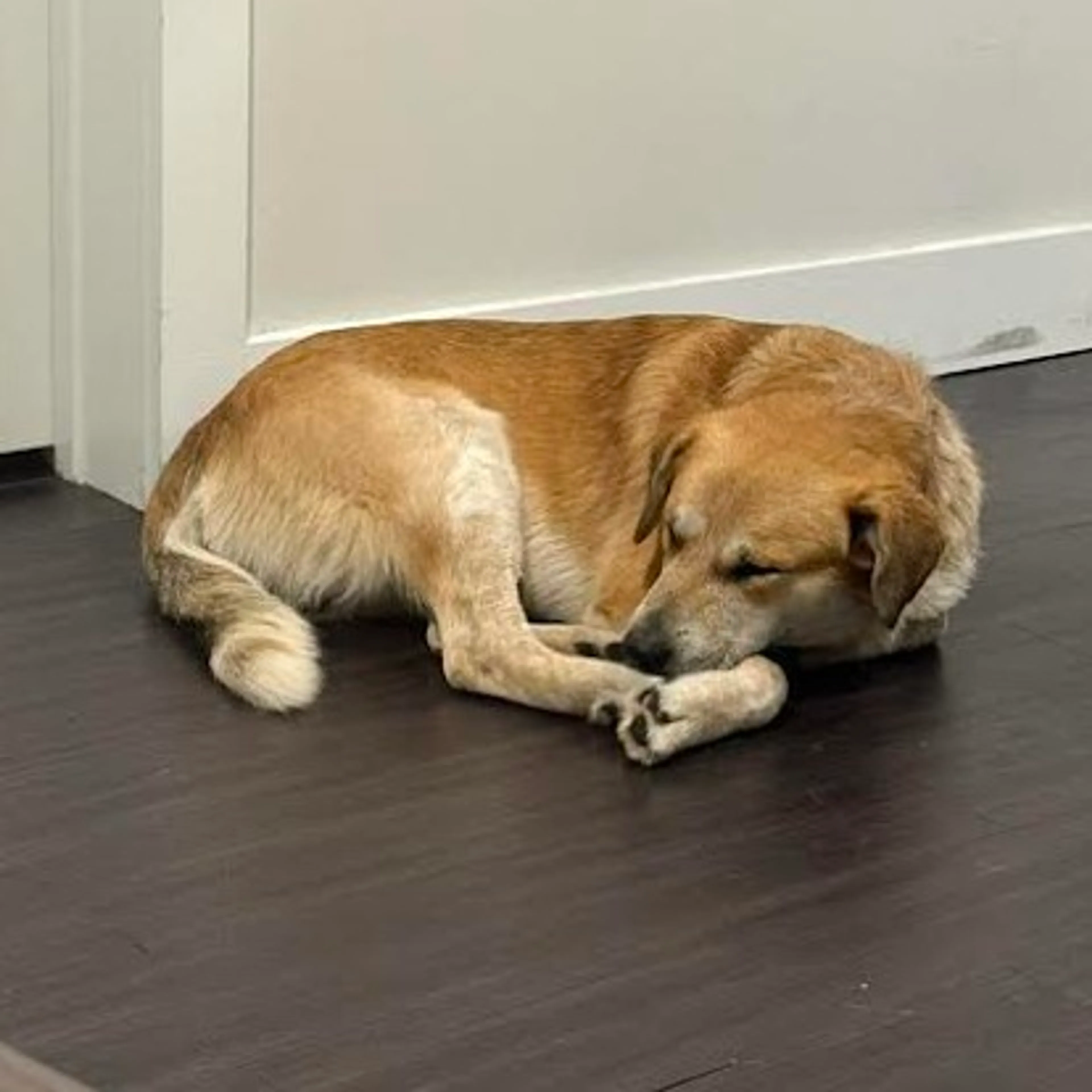 Found pet-29