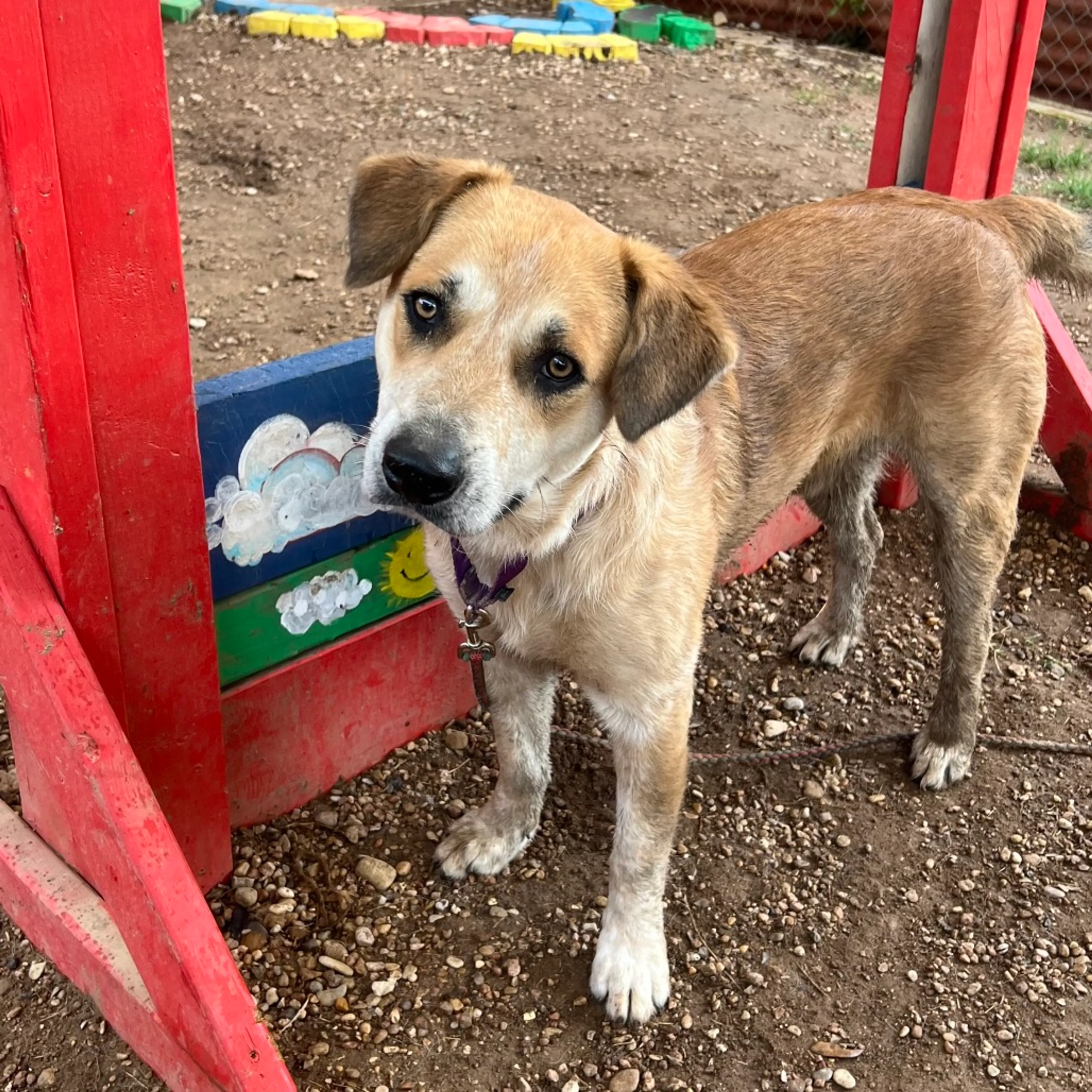 Found pet-33