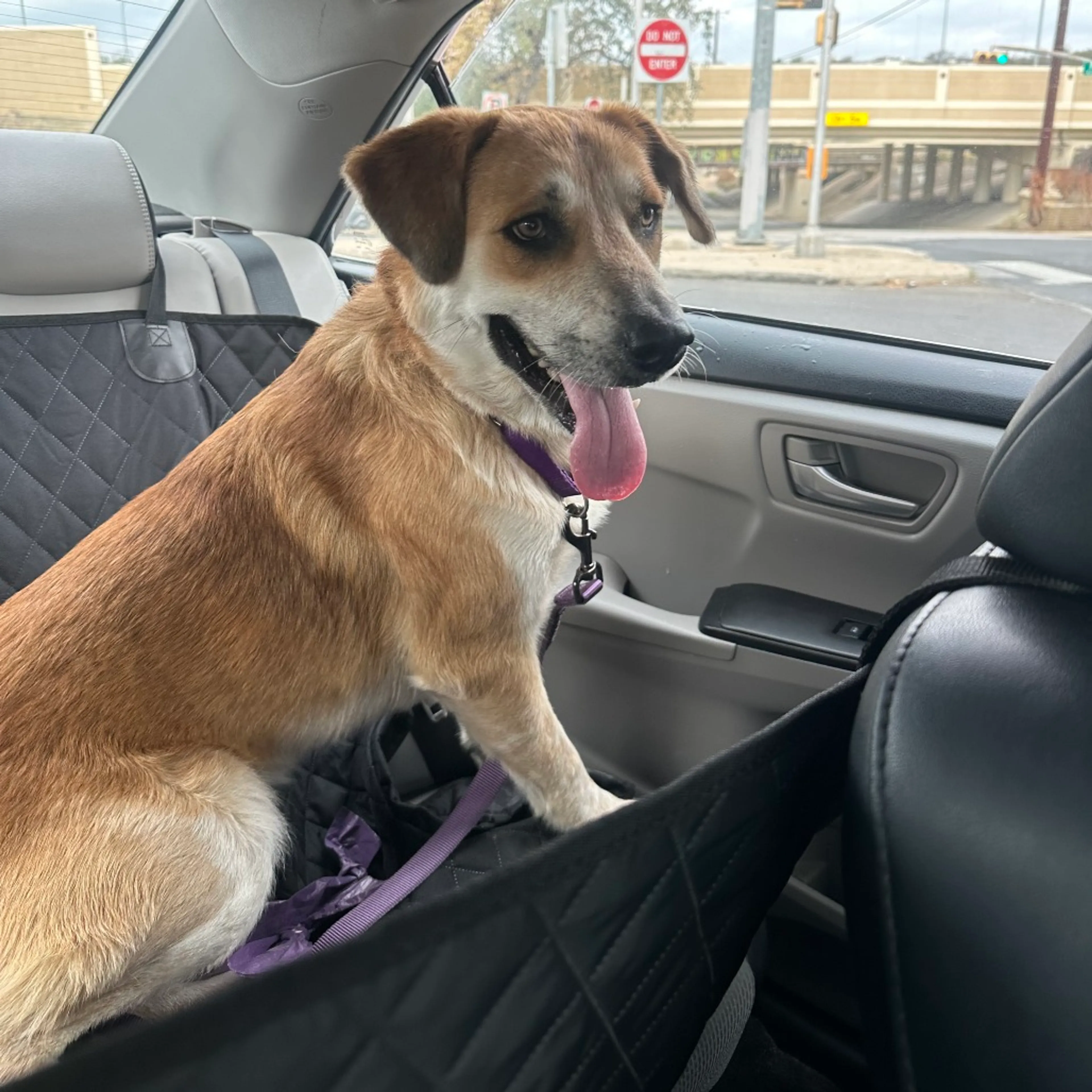 Found pet-30