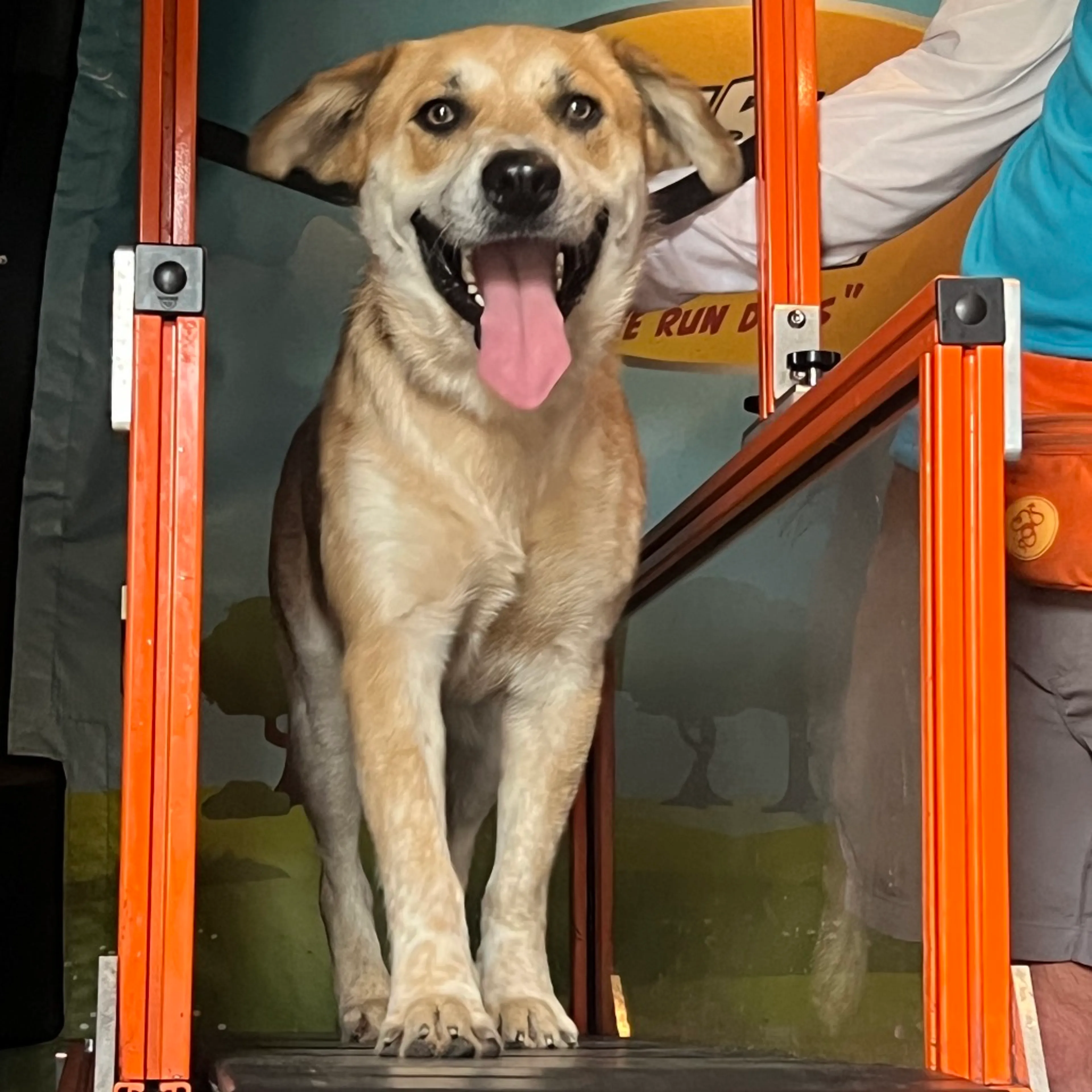 Found pet-35