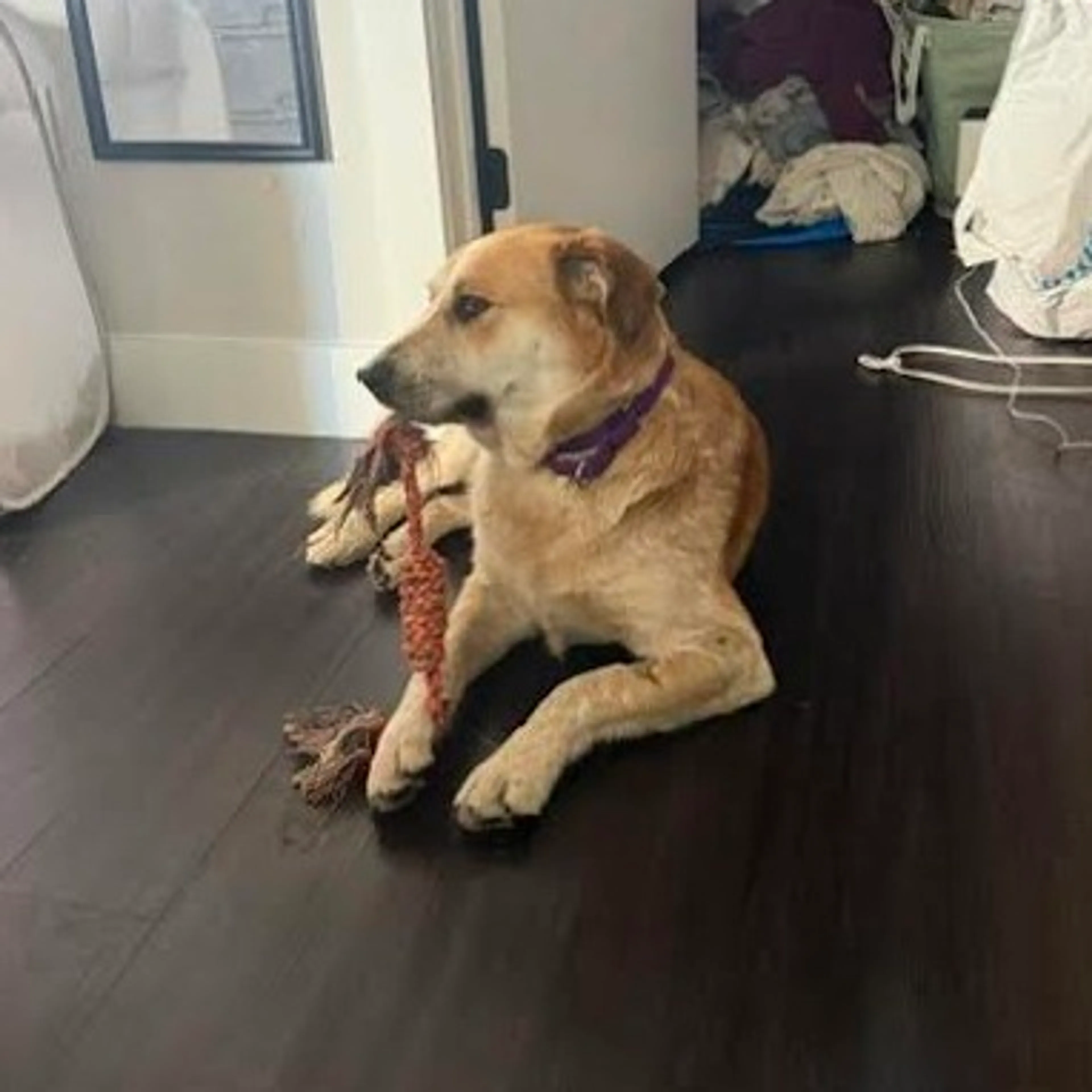 Found pet-23