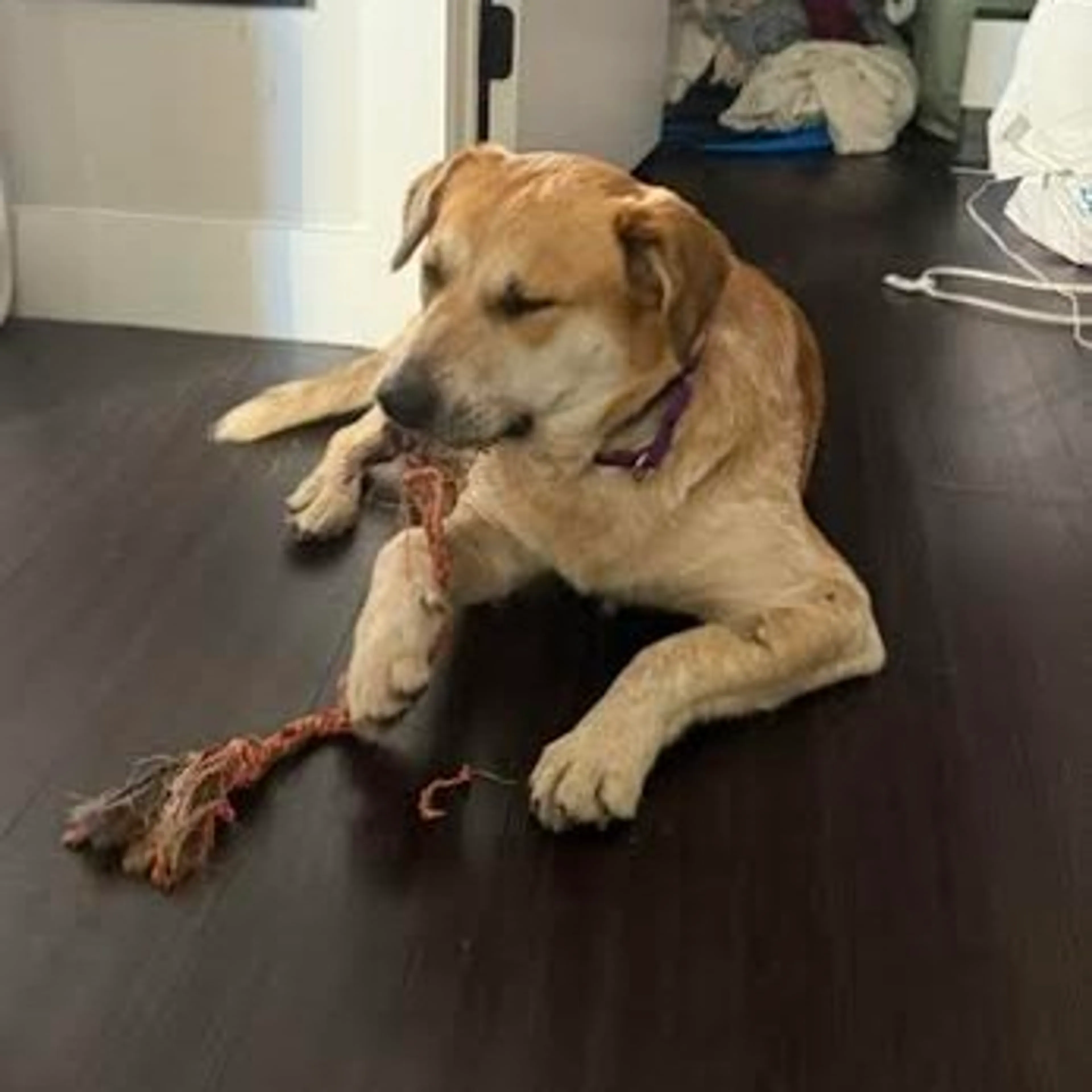 Found pet-26