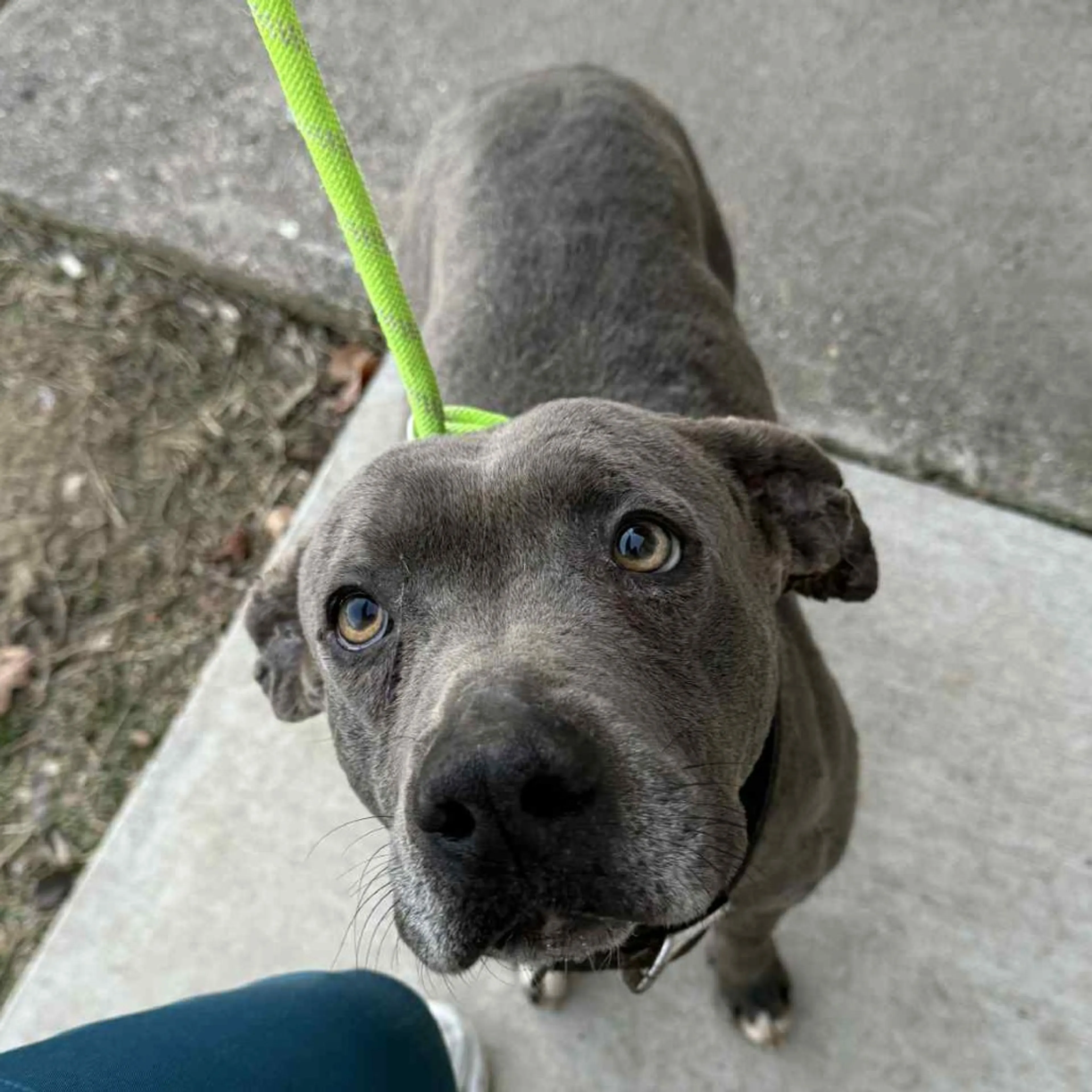 Found pet-1