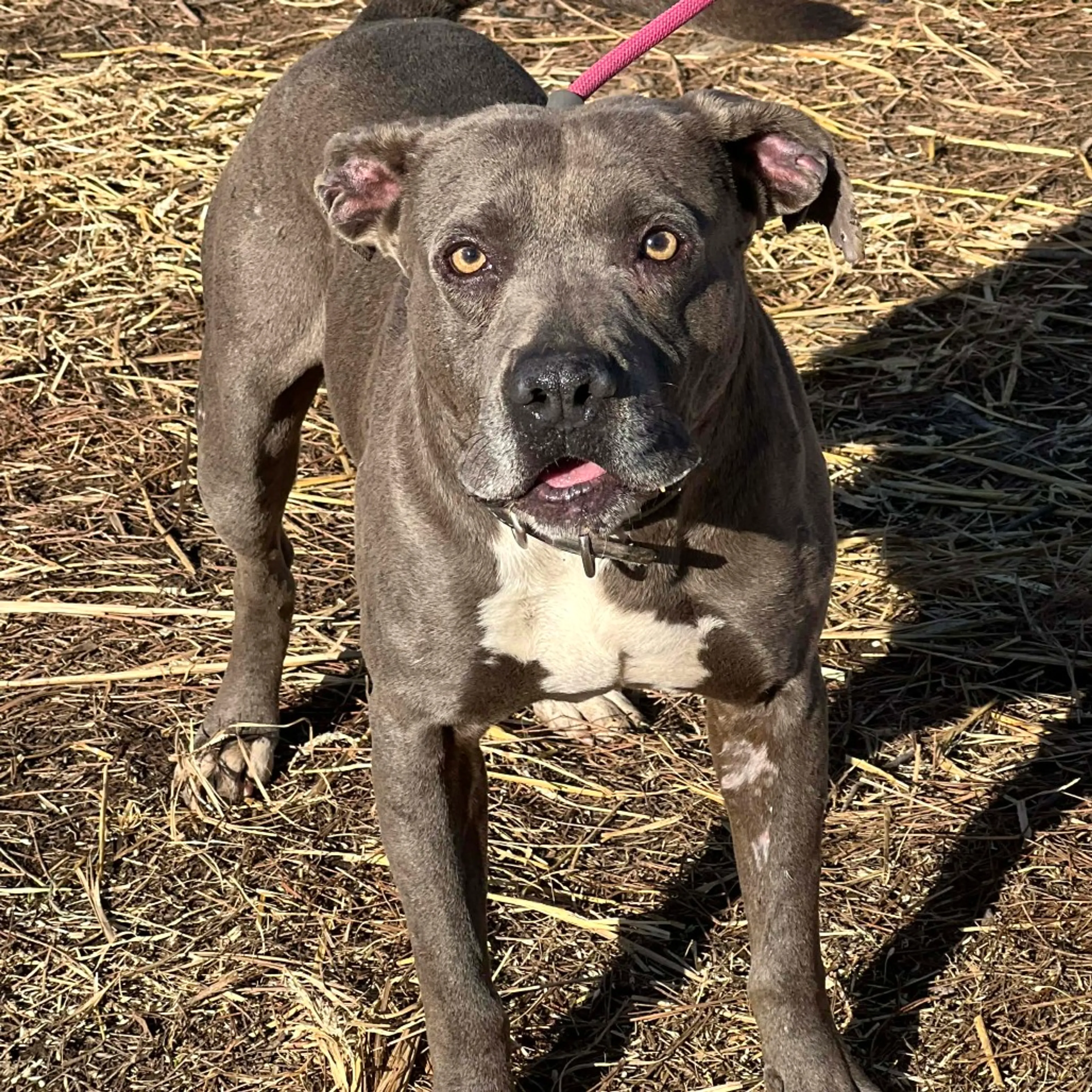 Found pet-6