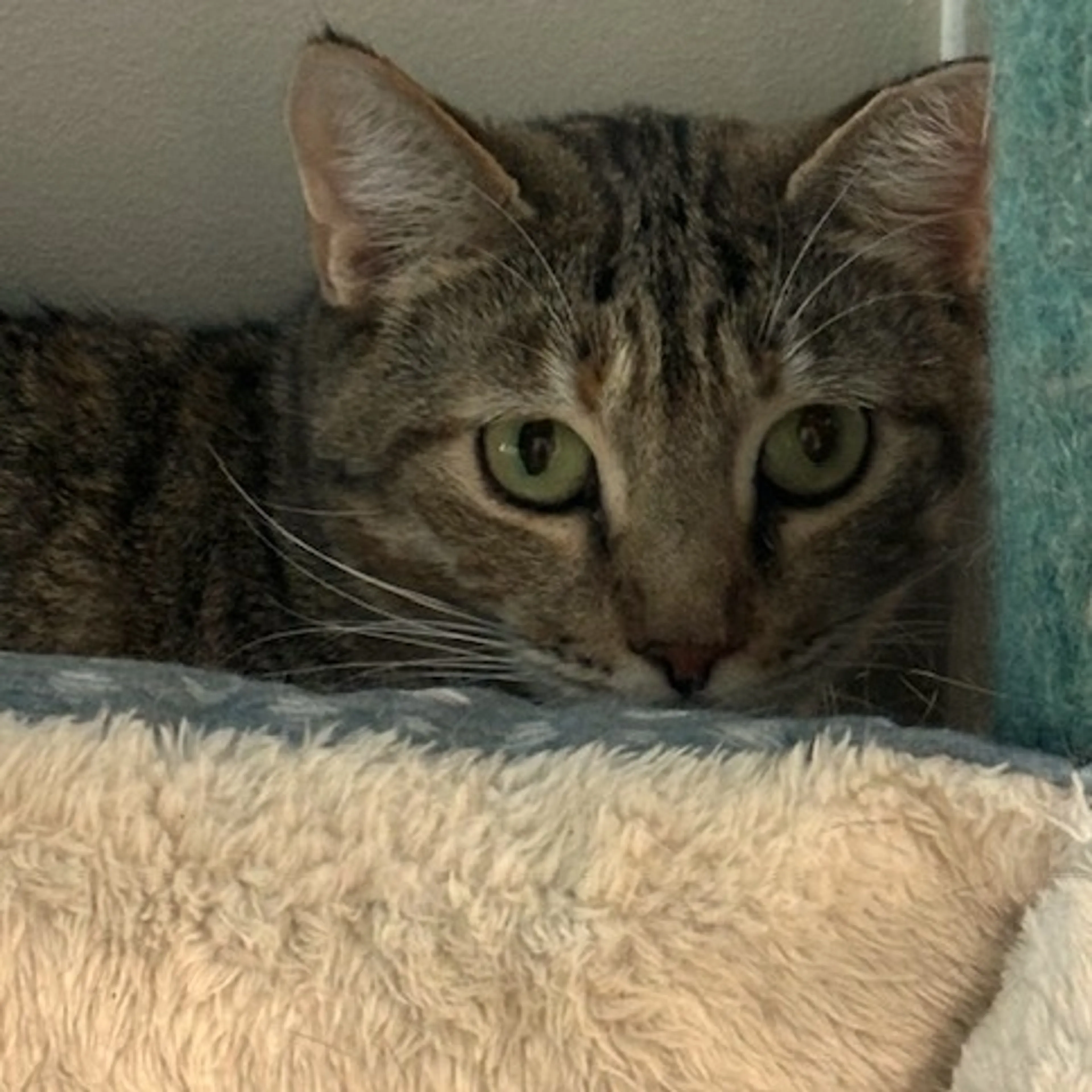 Found pet-2