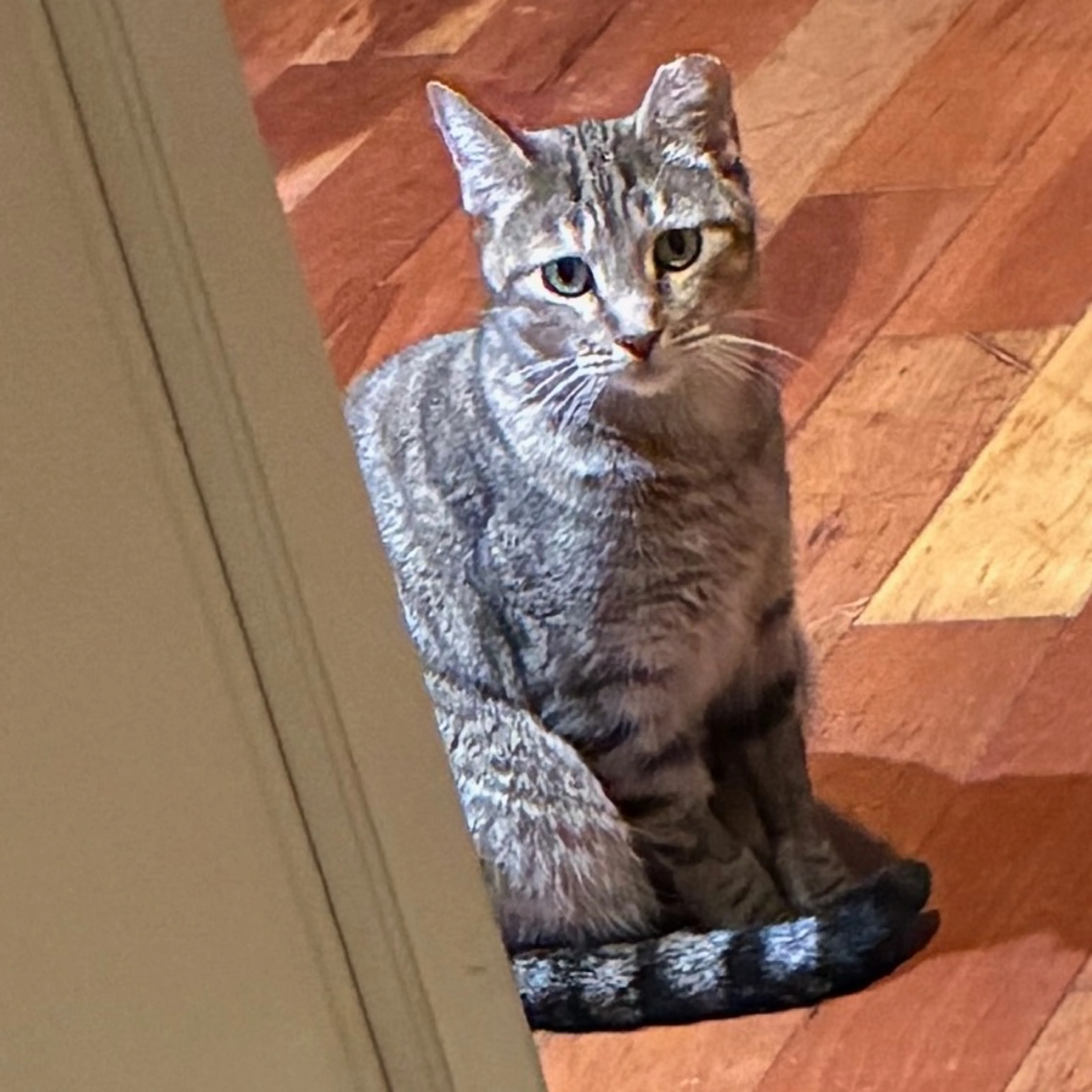 Found pet-1