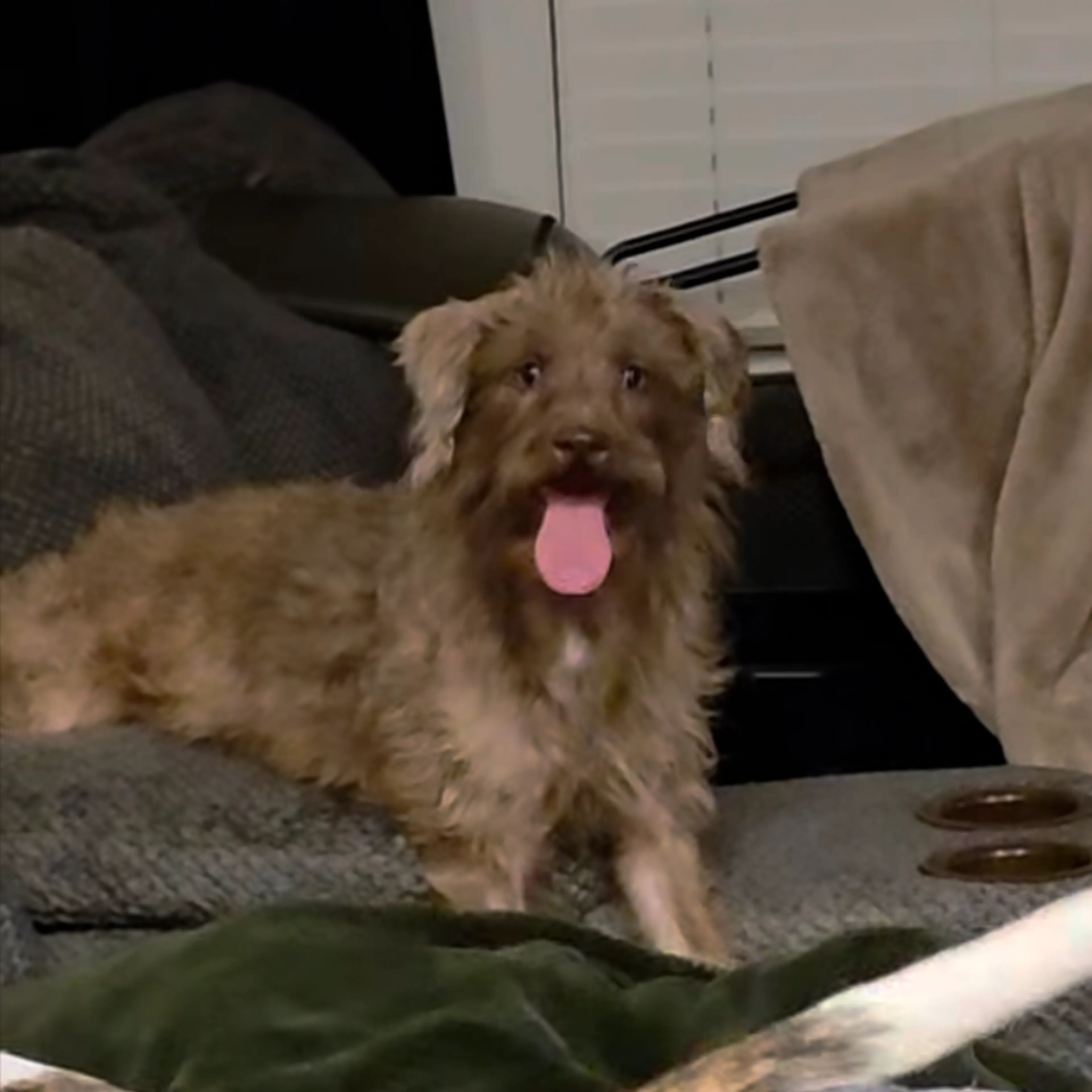 Found pet-11