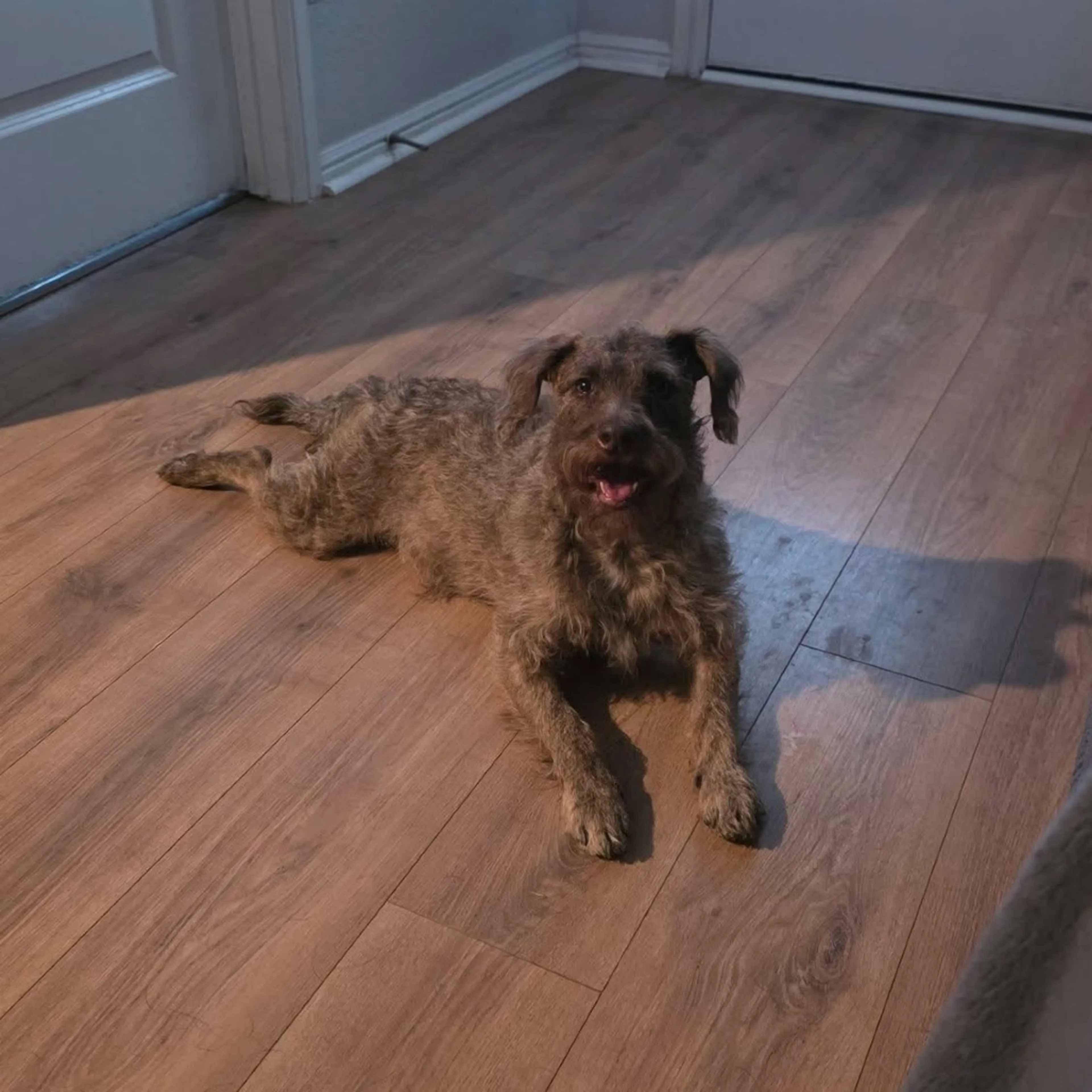 Found pet-26