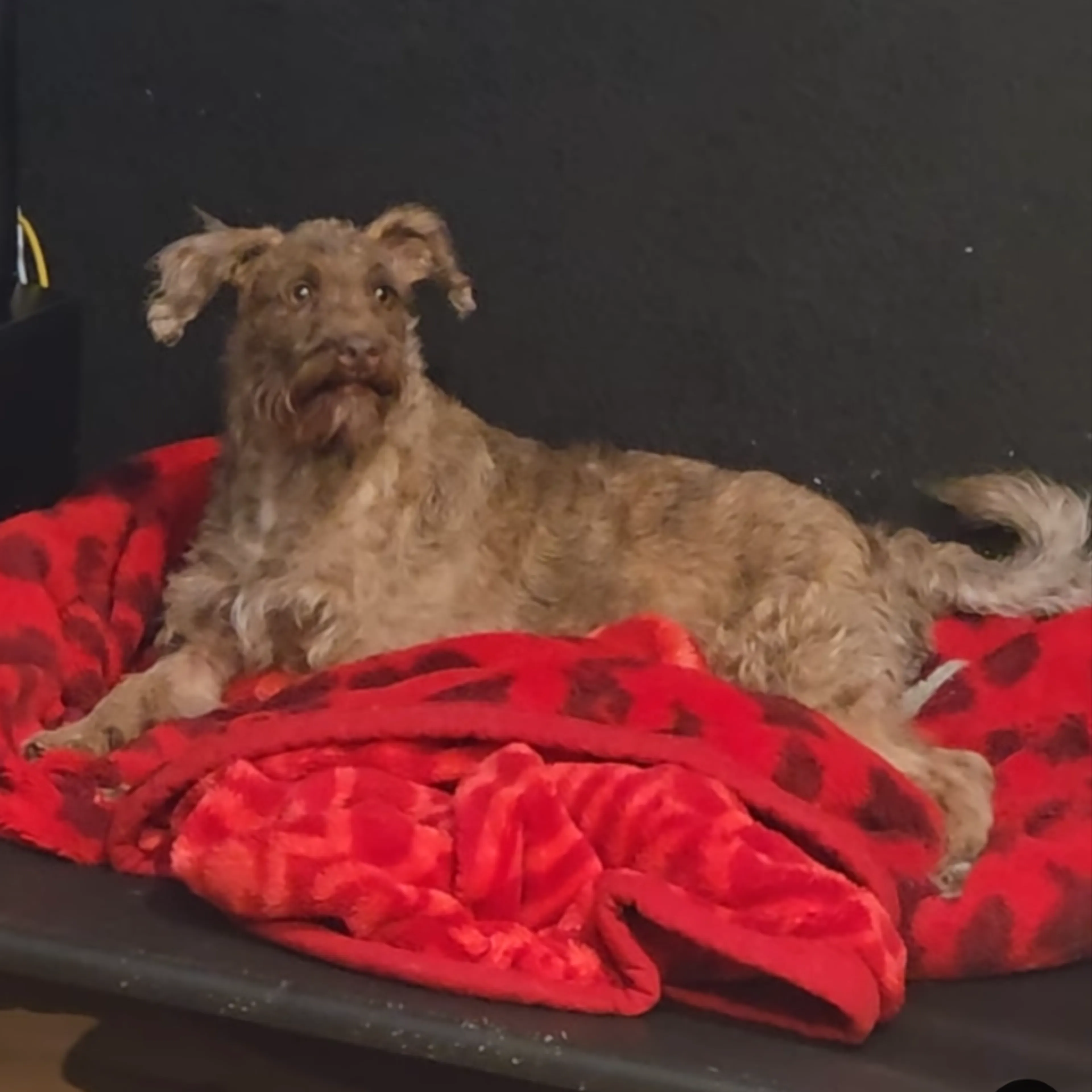 Found pet-24