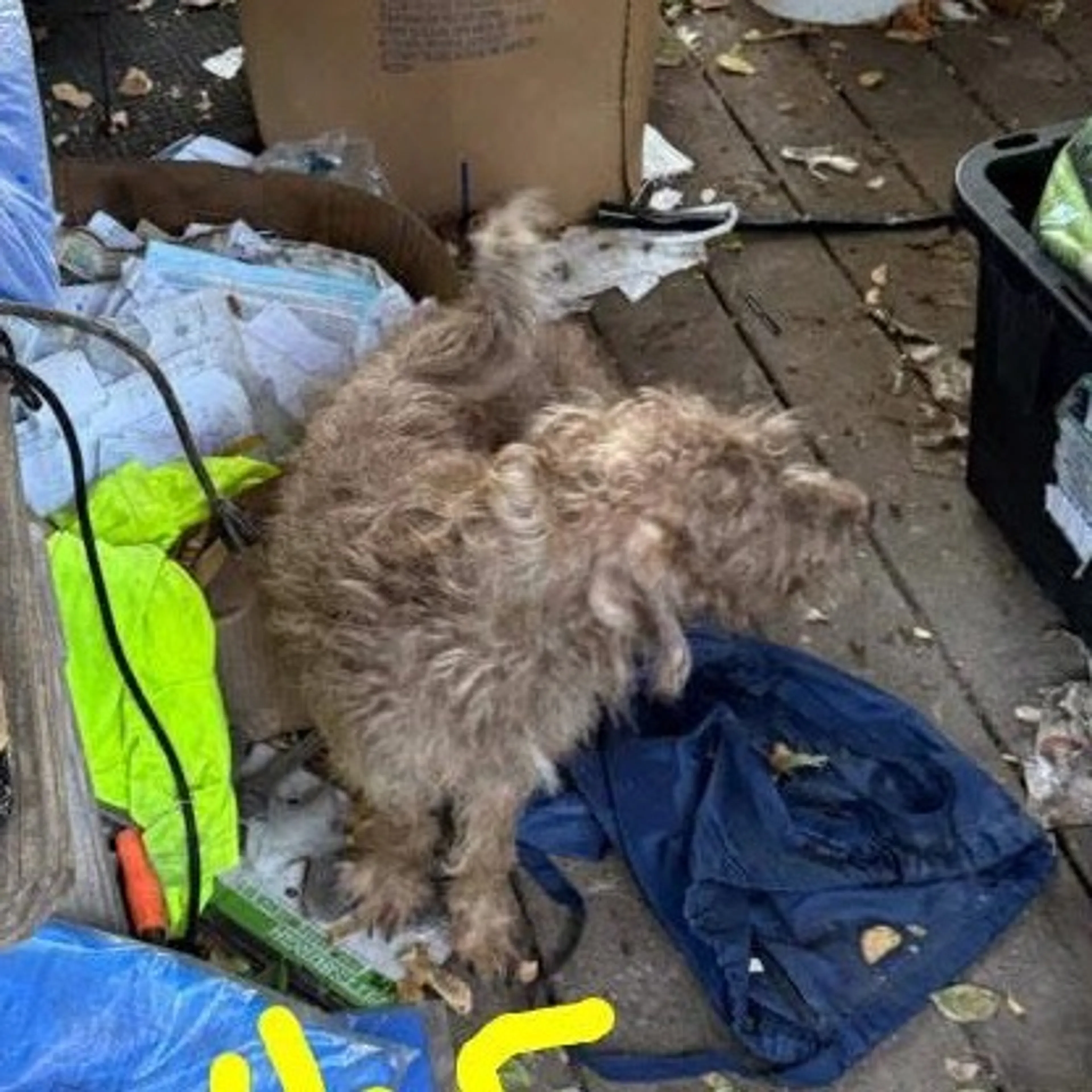 Found pet-1