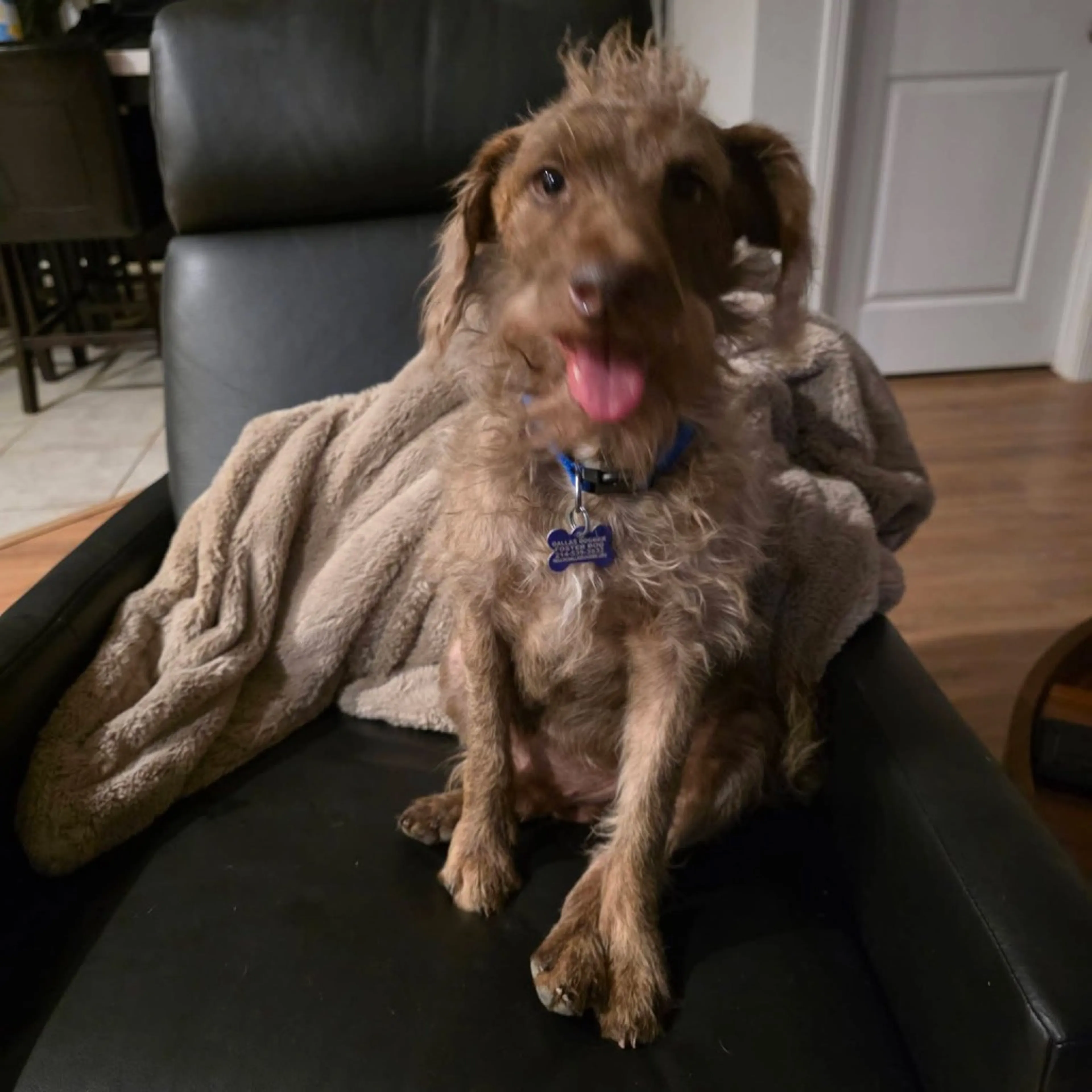 Found pet-22