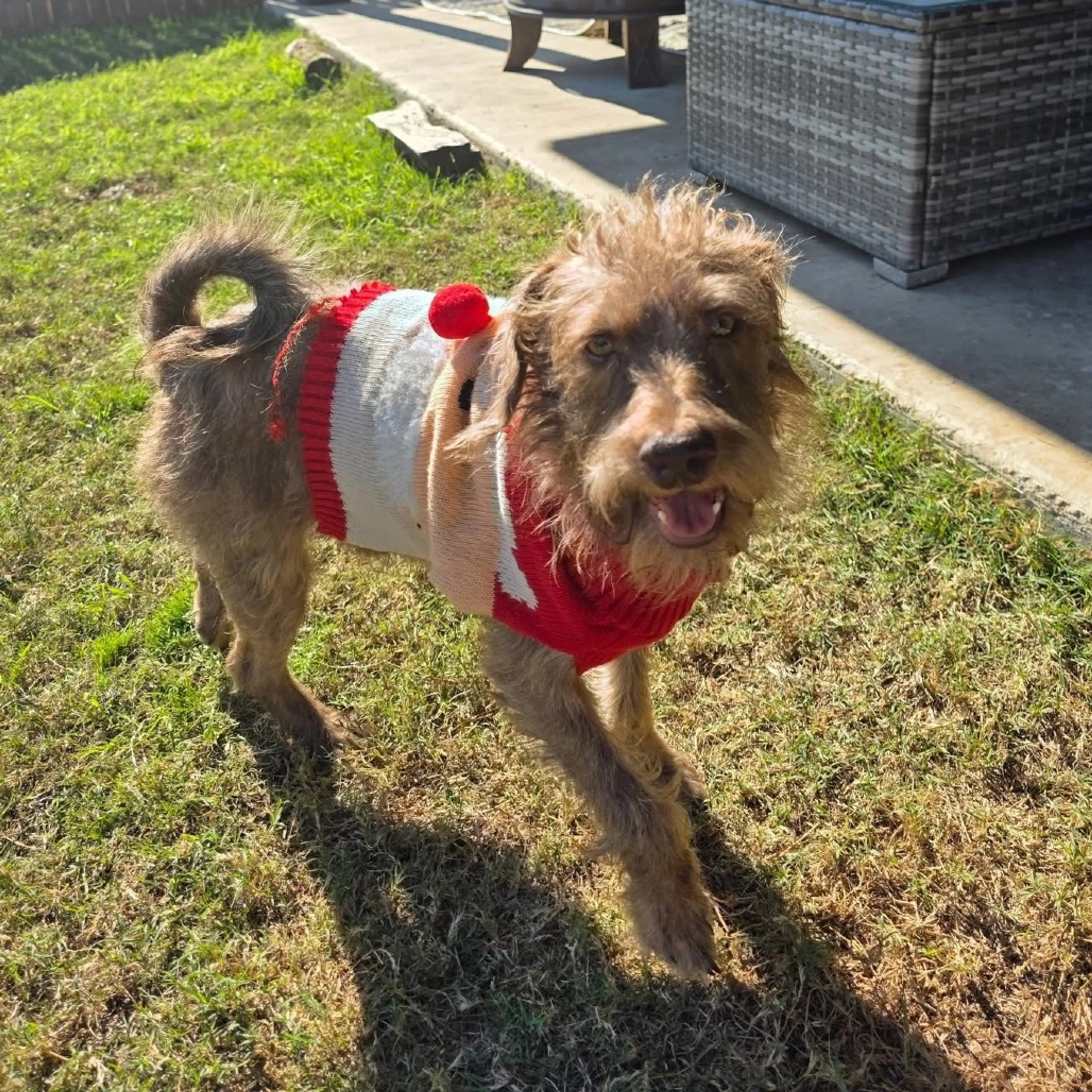 Found pet-6