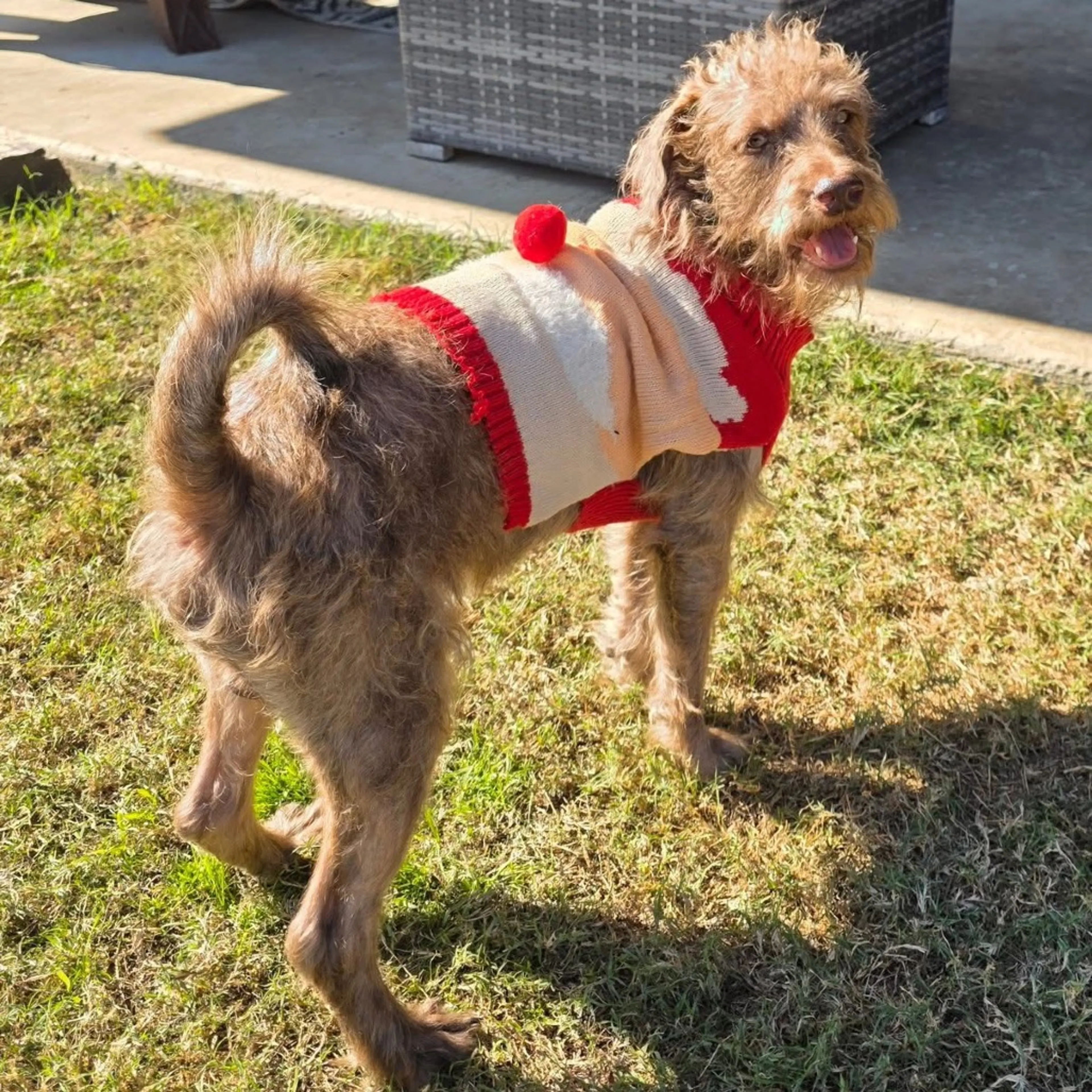 Found pet-5
