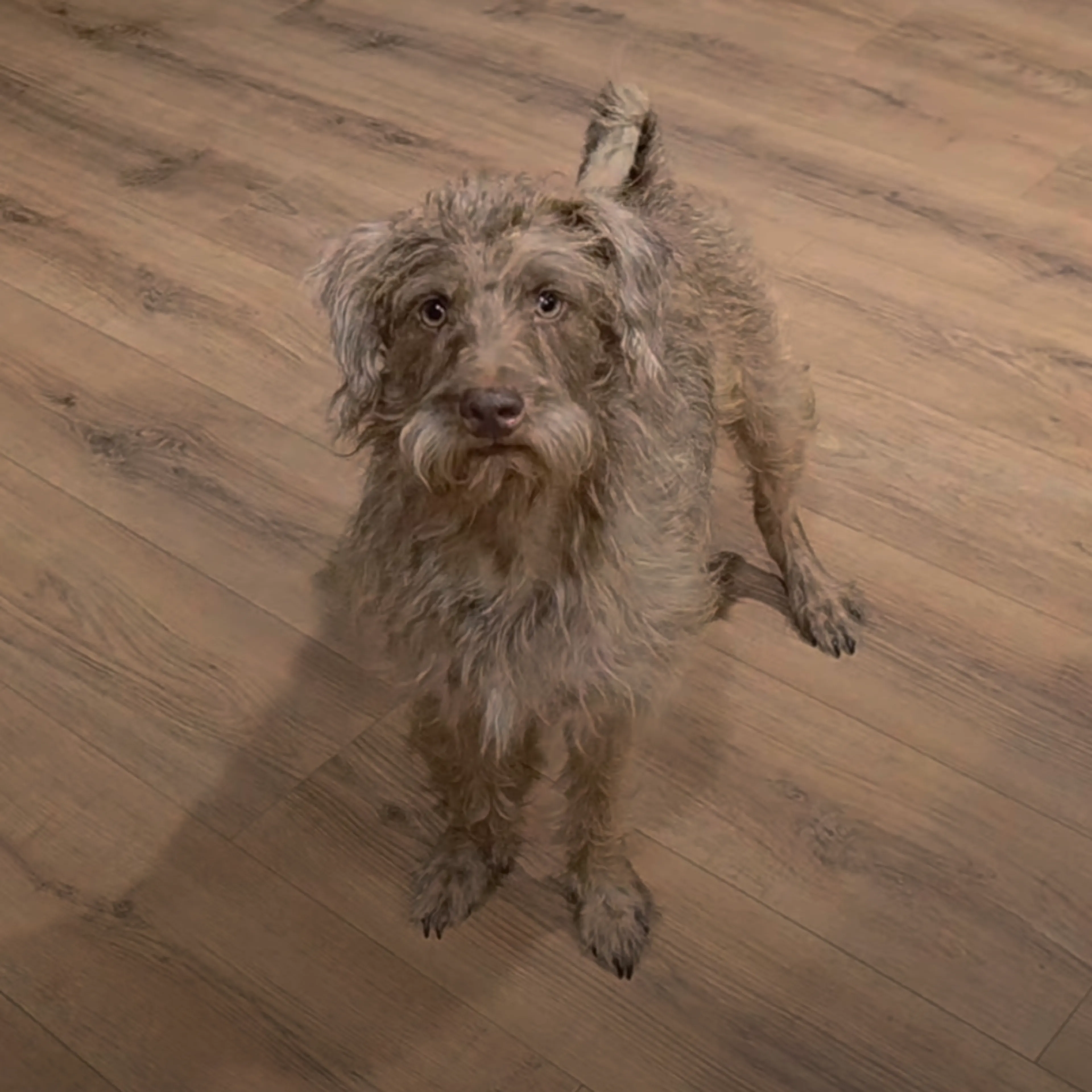 Found pet-9