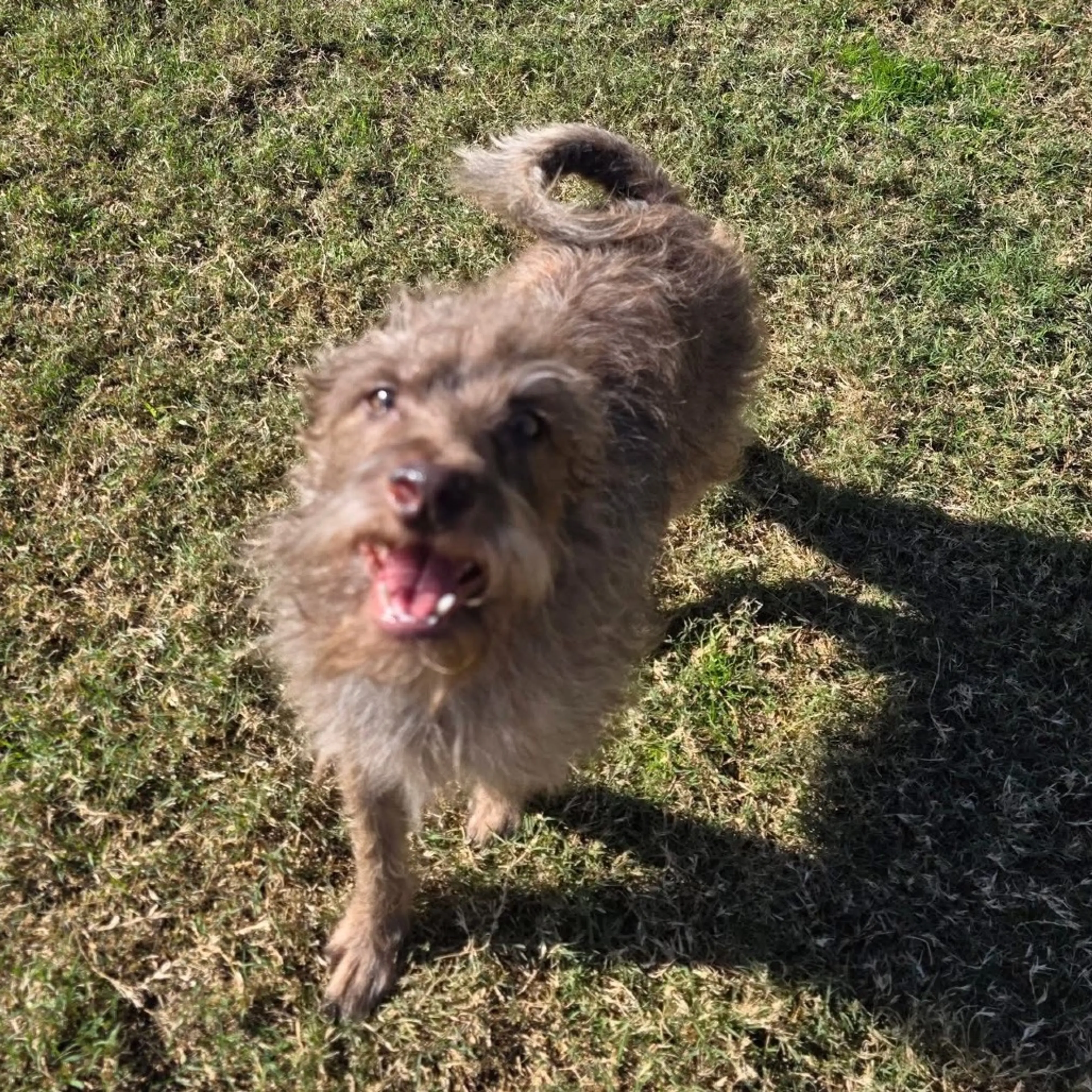 Found pet-7