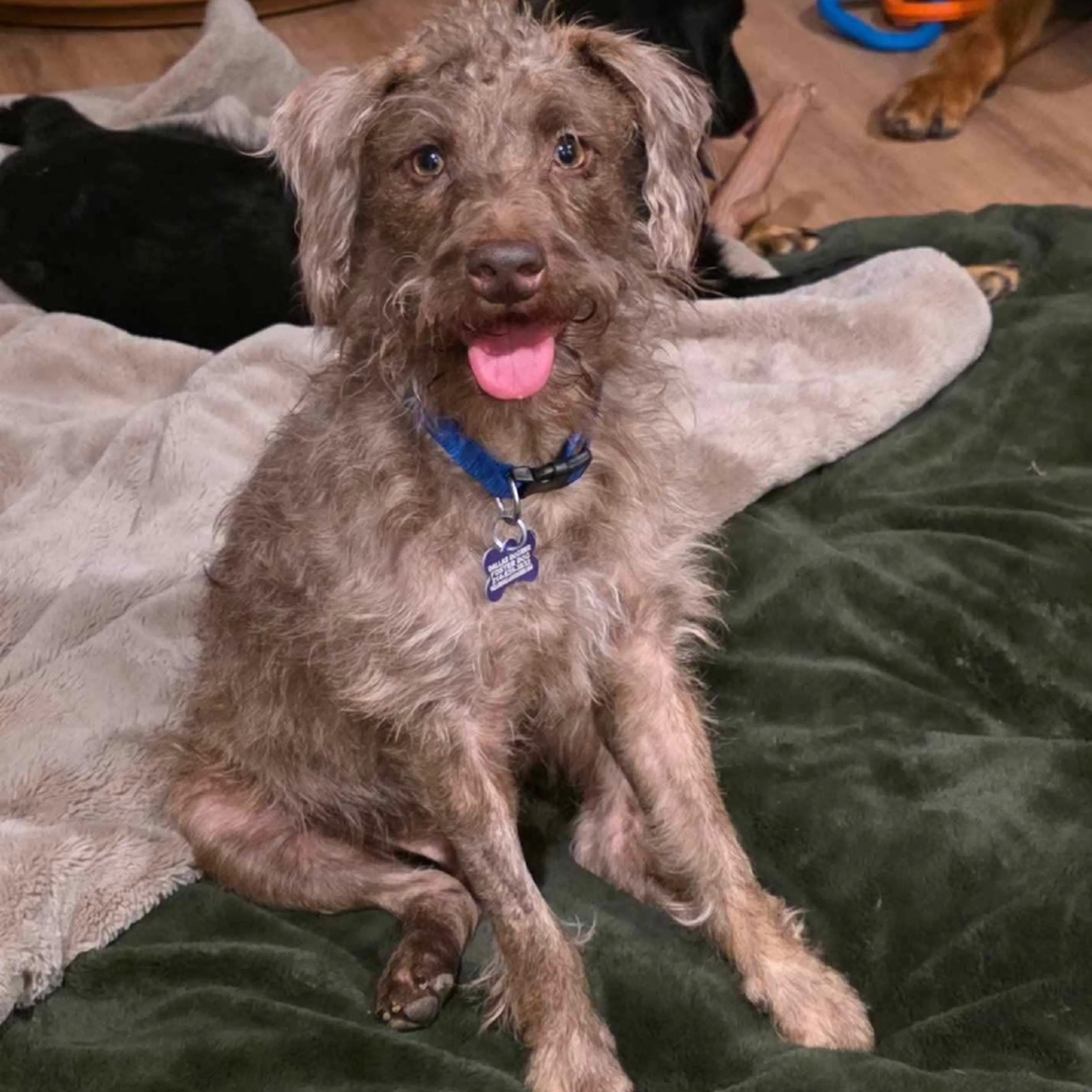 Found pet-16