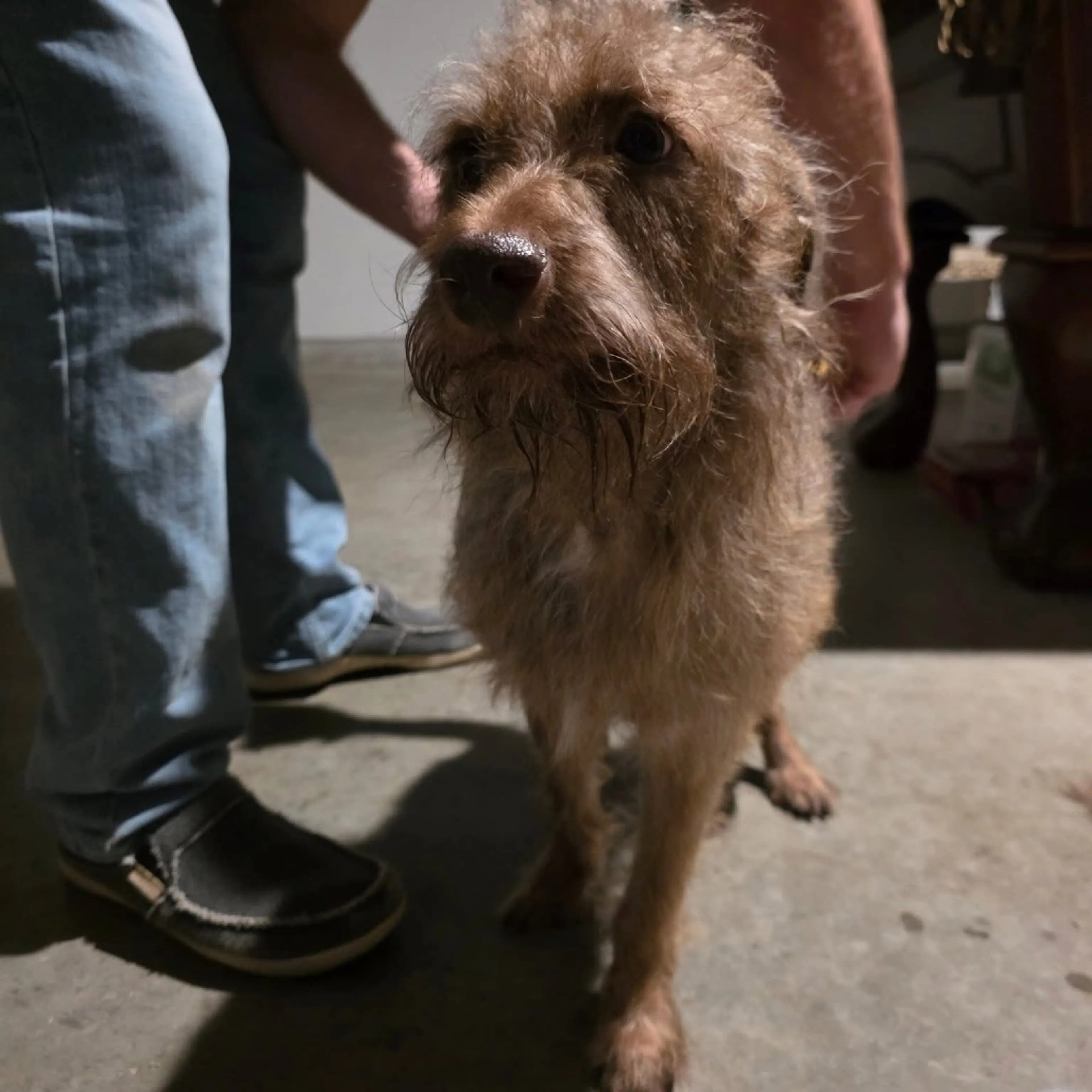 Found pet-3