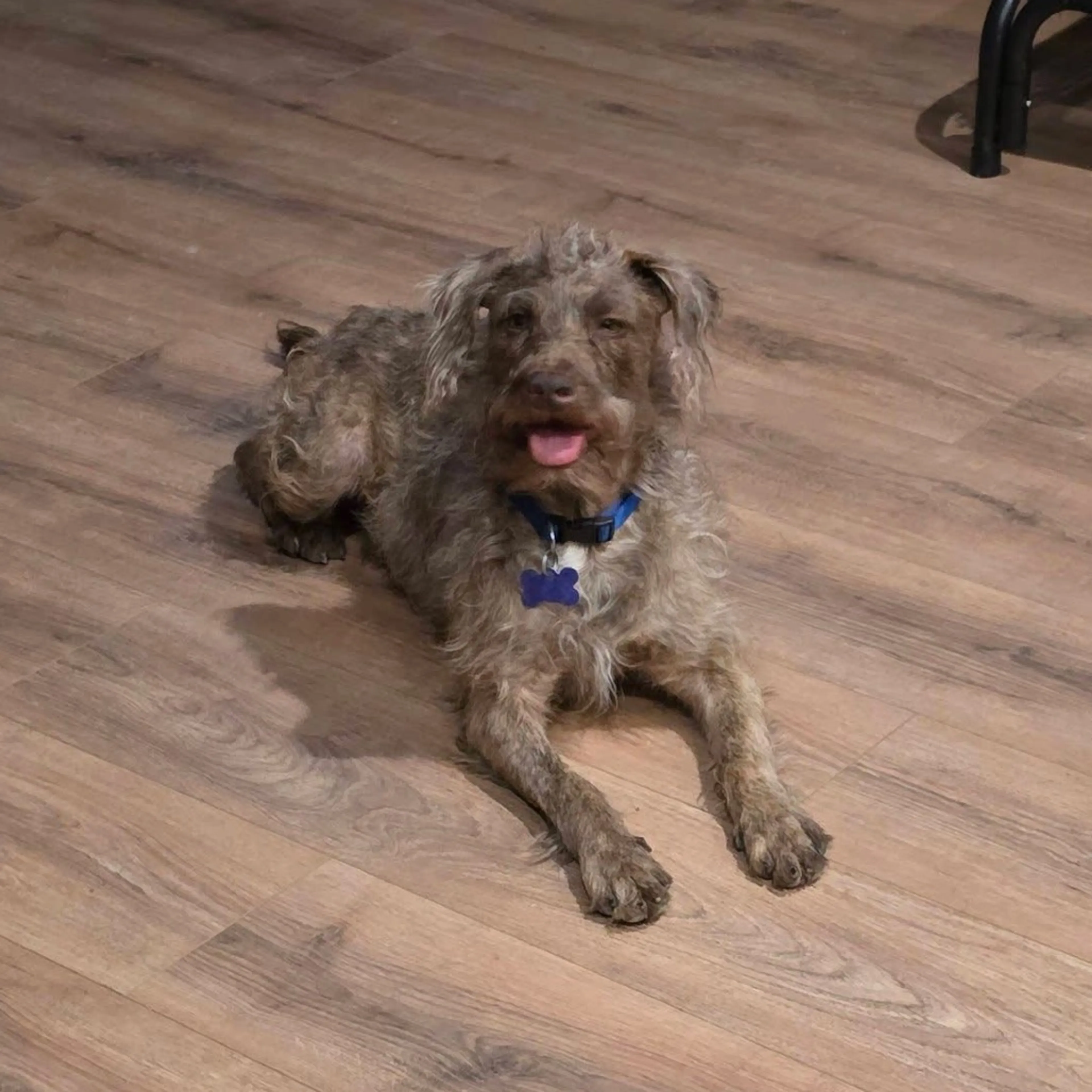 Found pet-21