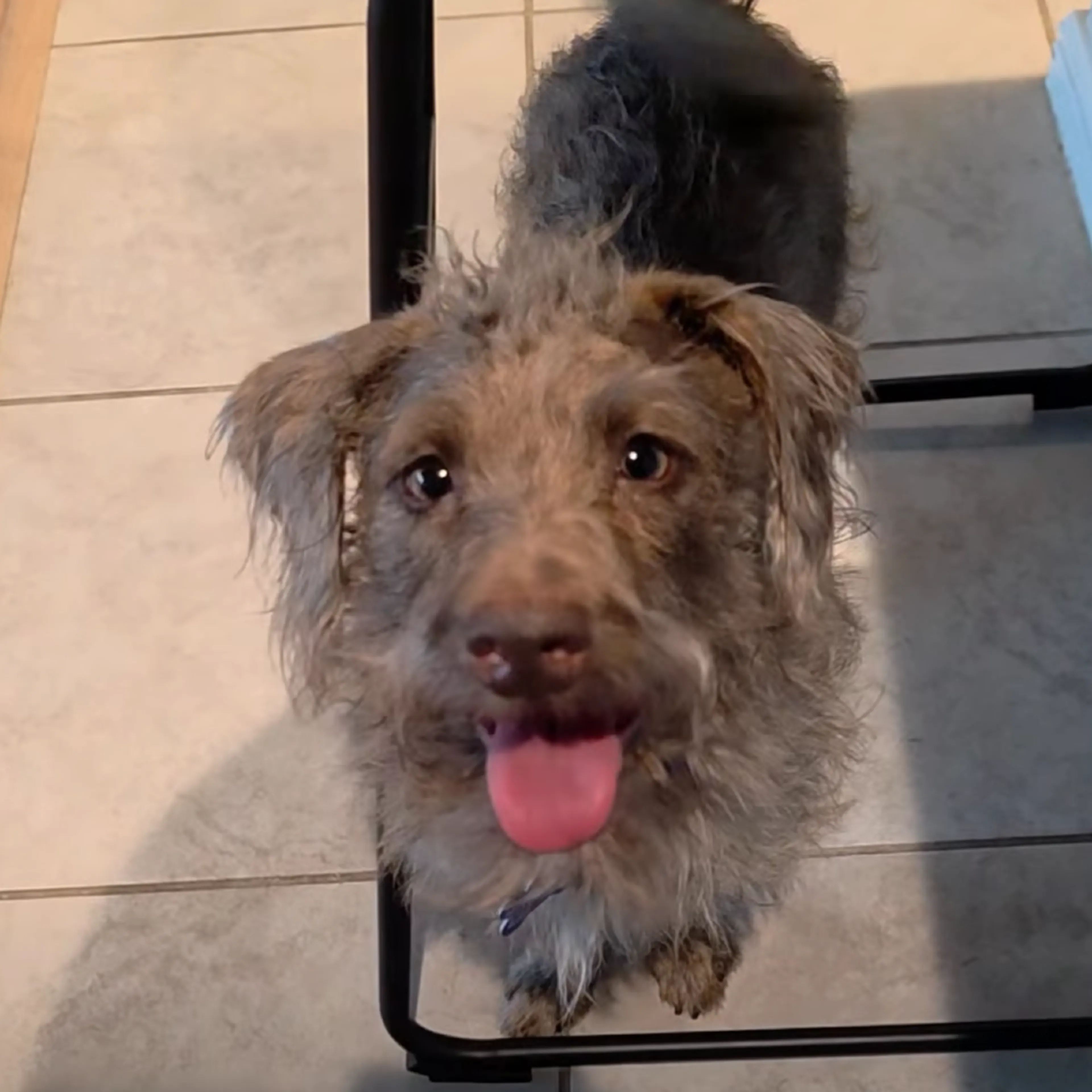 Found pet-18