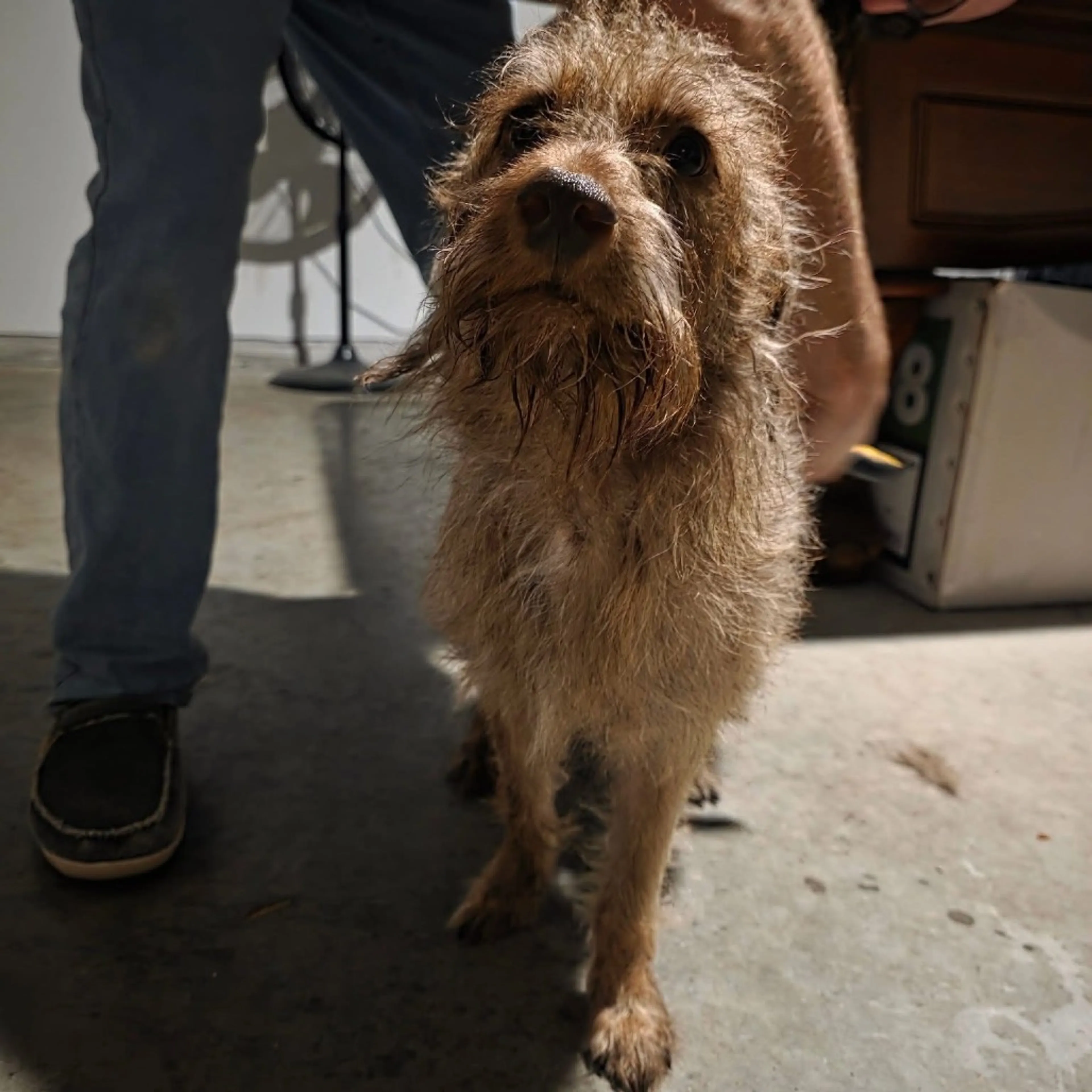 Found pet-2