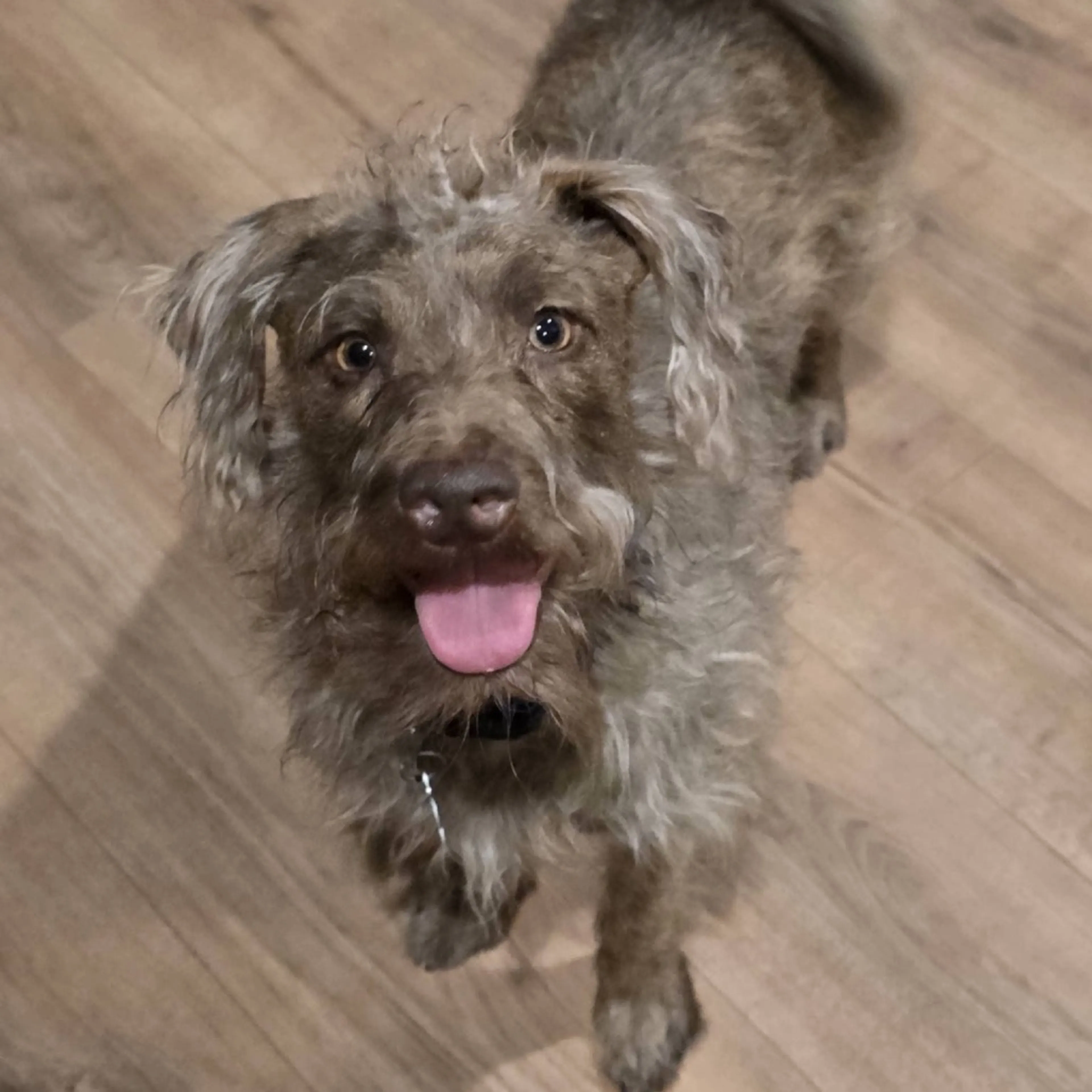 Found pet-19