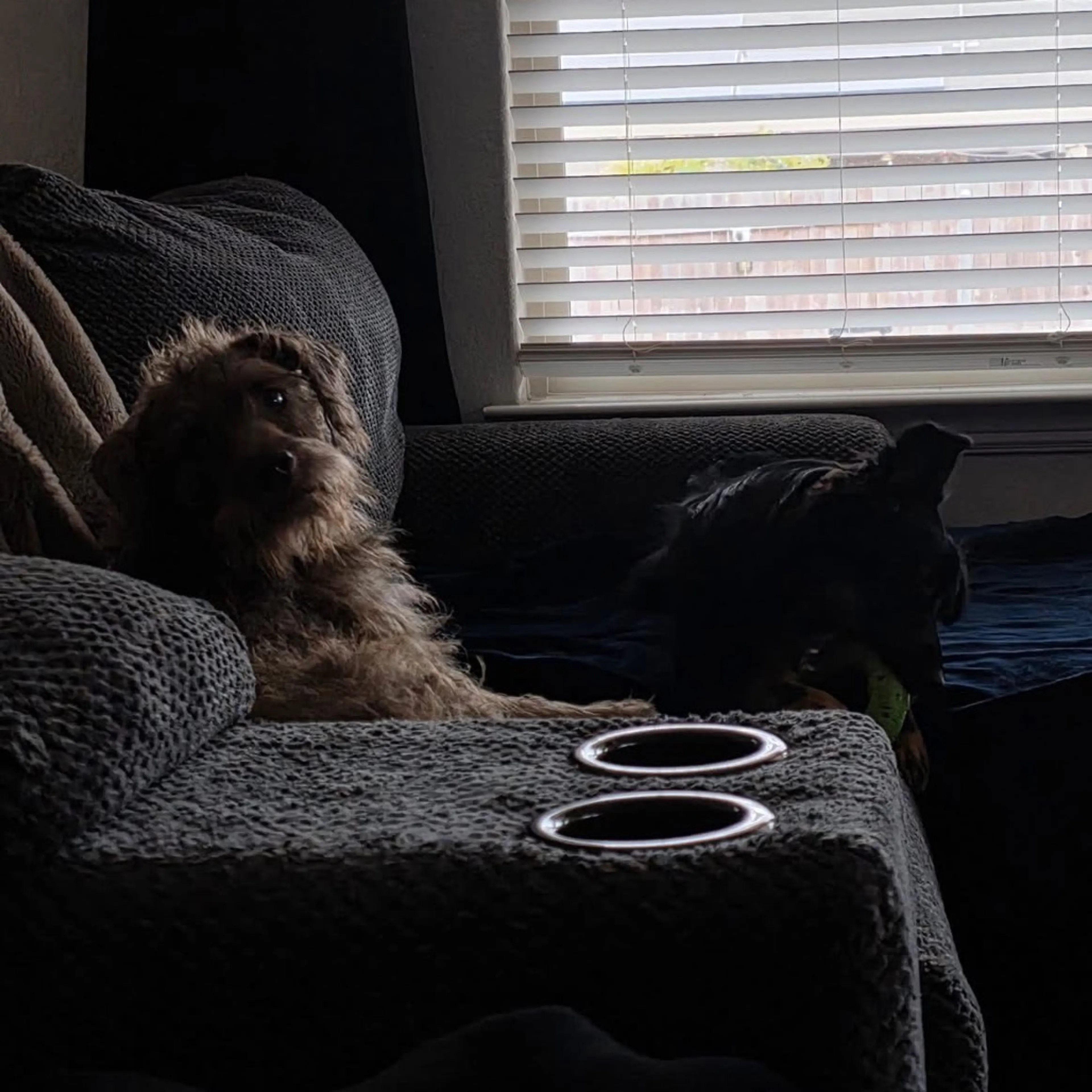 Found pet-8