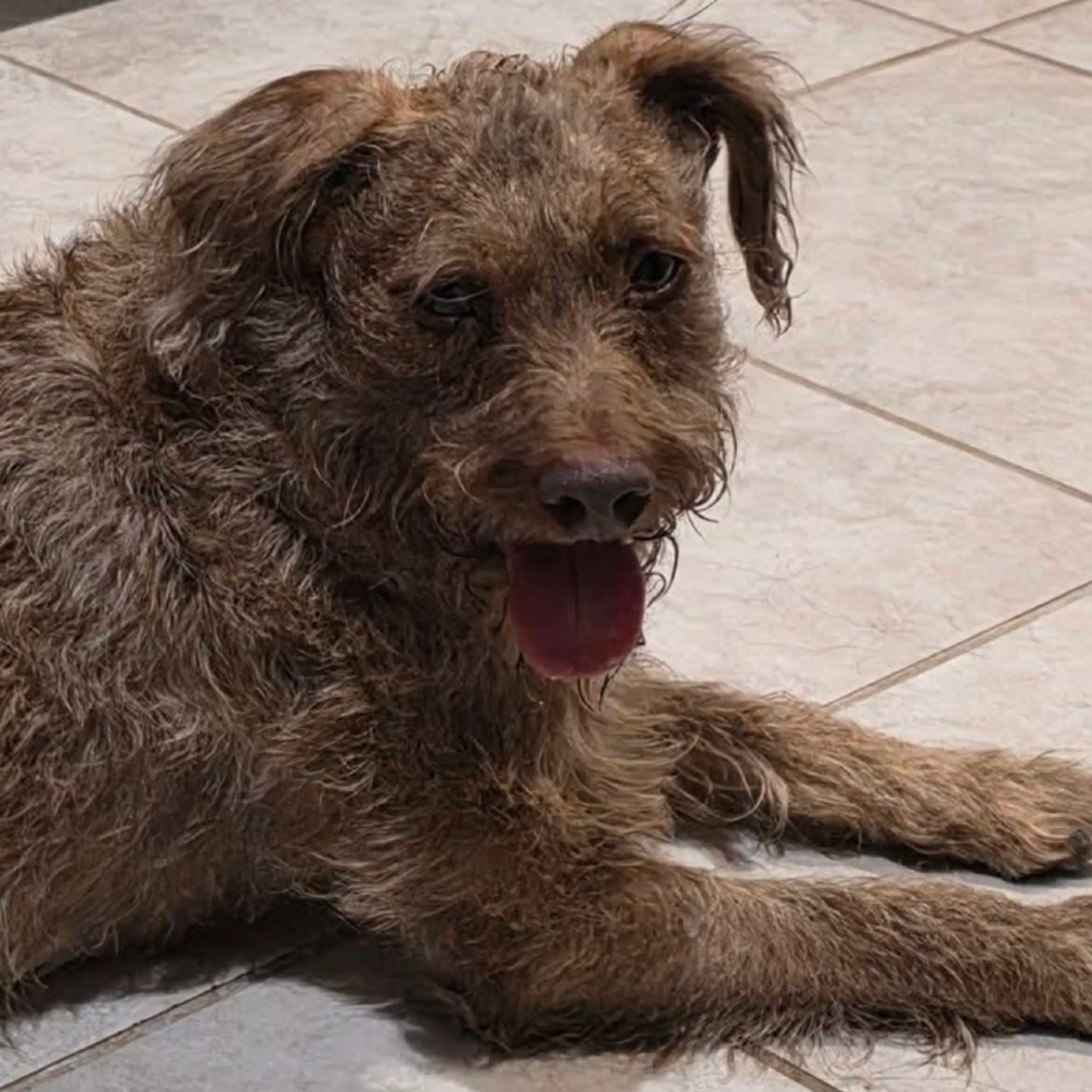 Found pet-25
