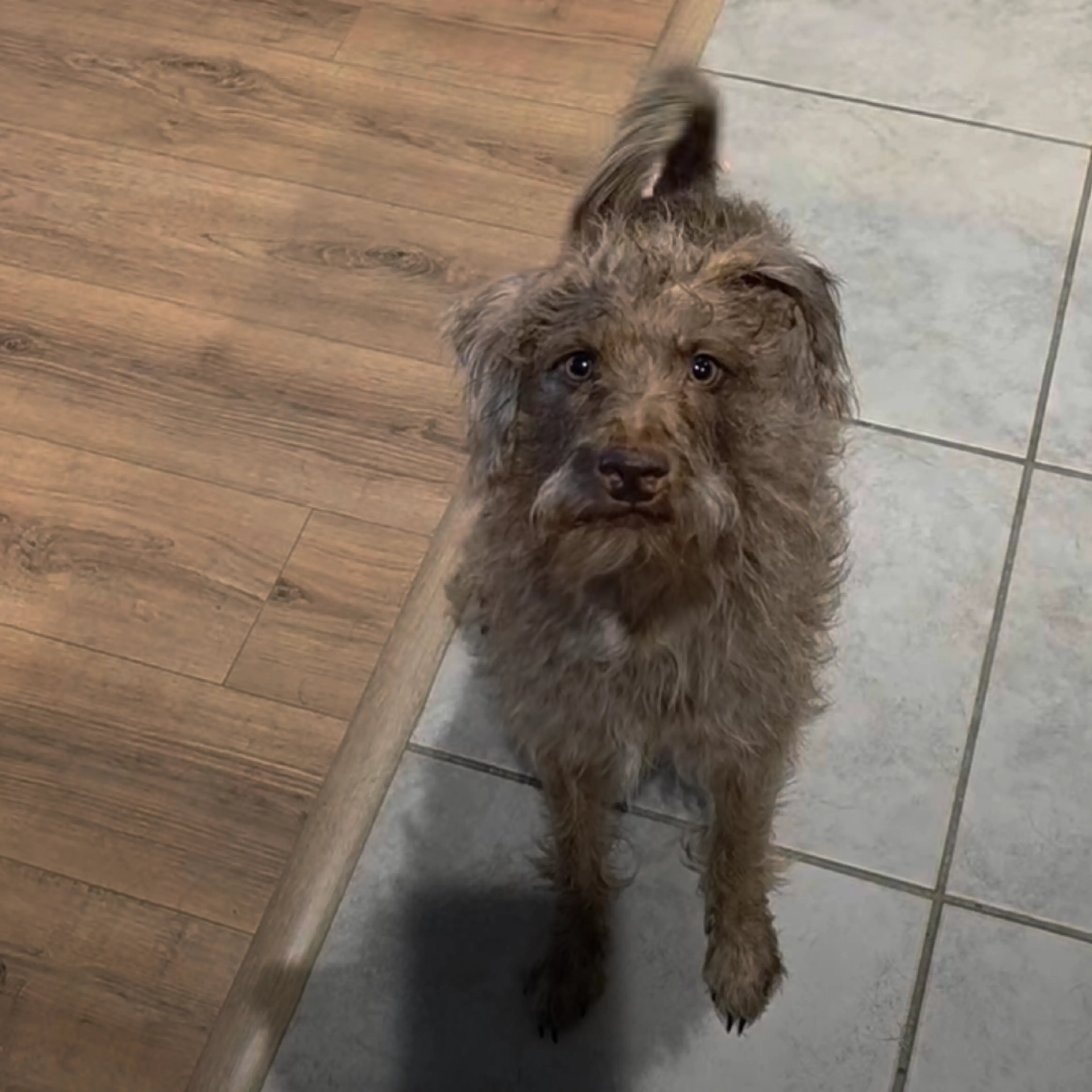Found pet-10