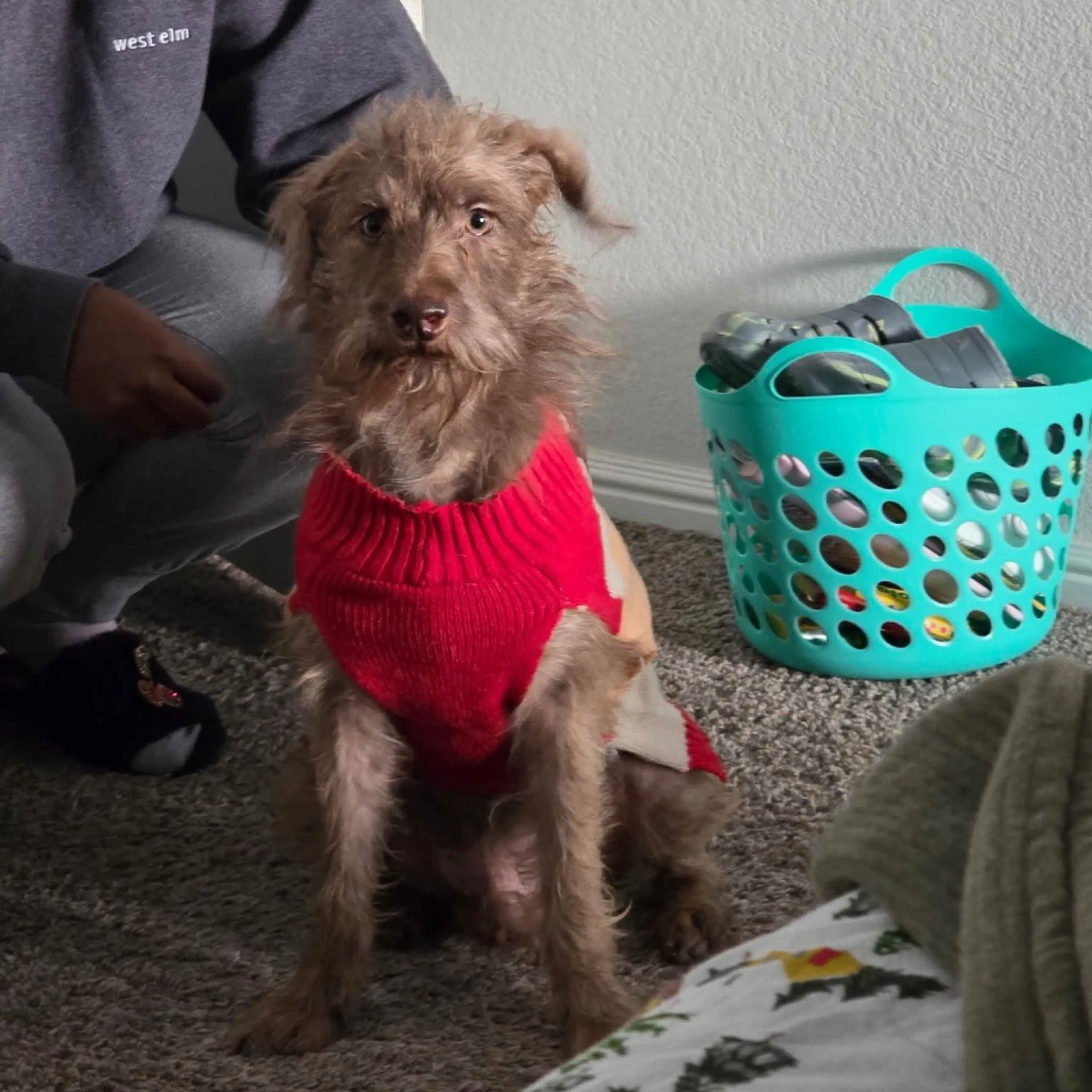 Found pet-4