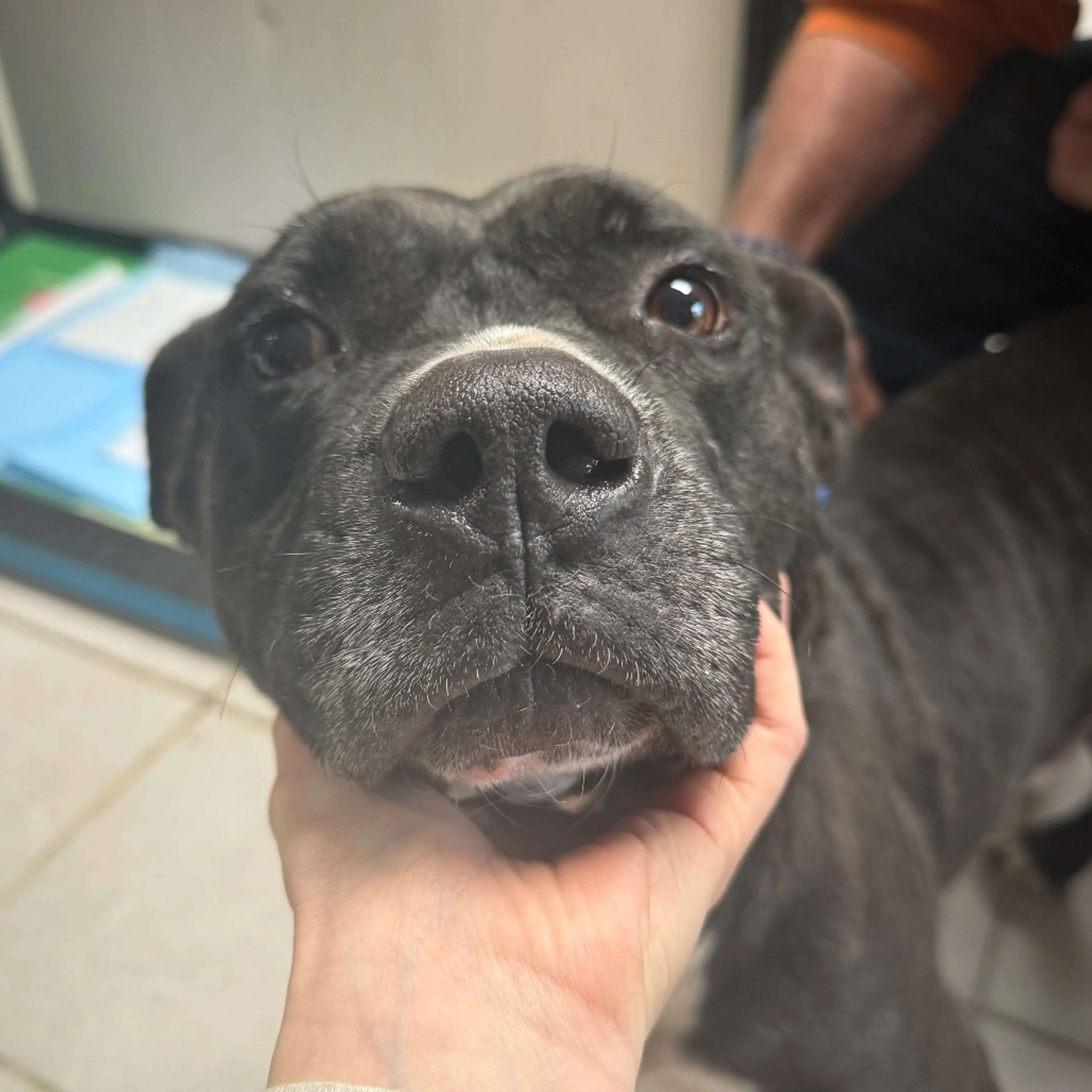 Found pet-1