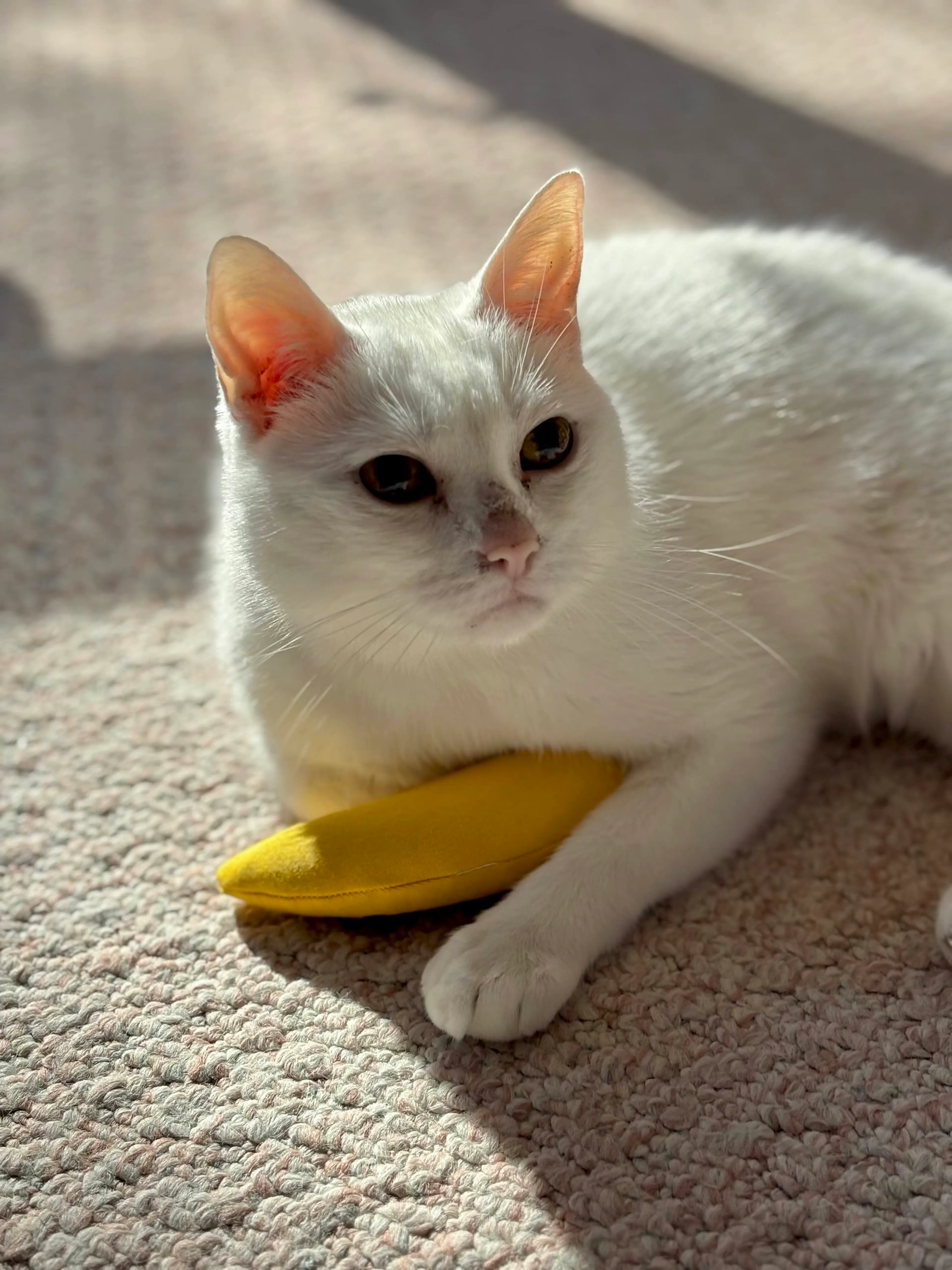 Found pet-6