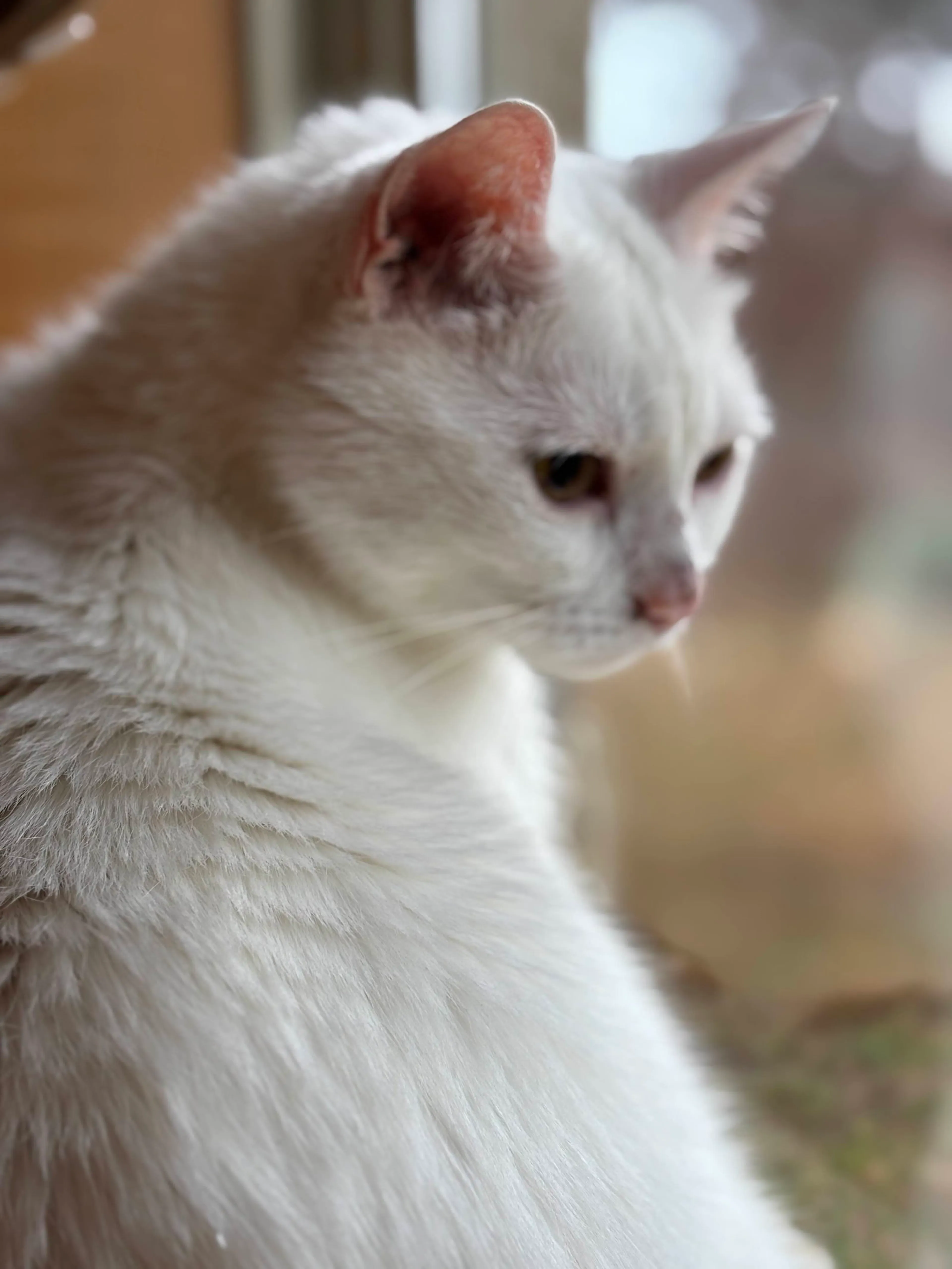 Found pet-2