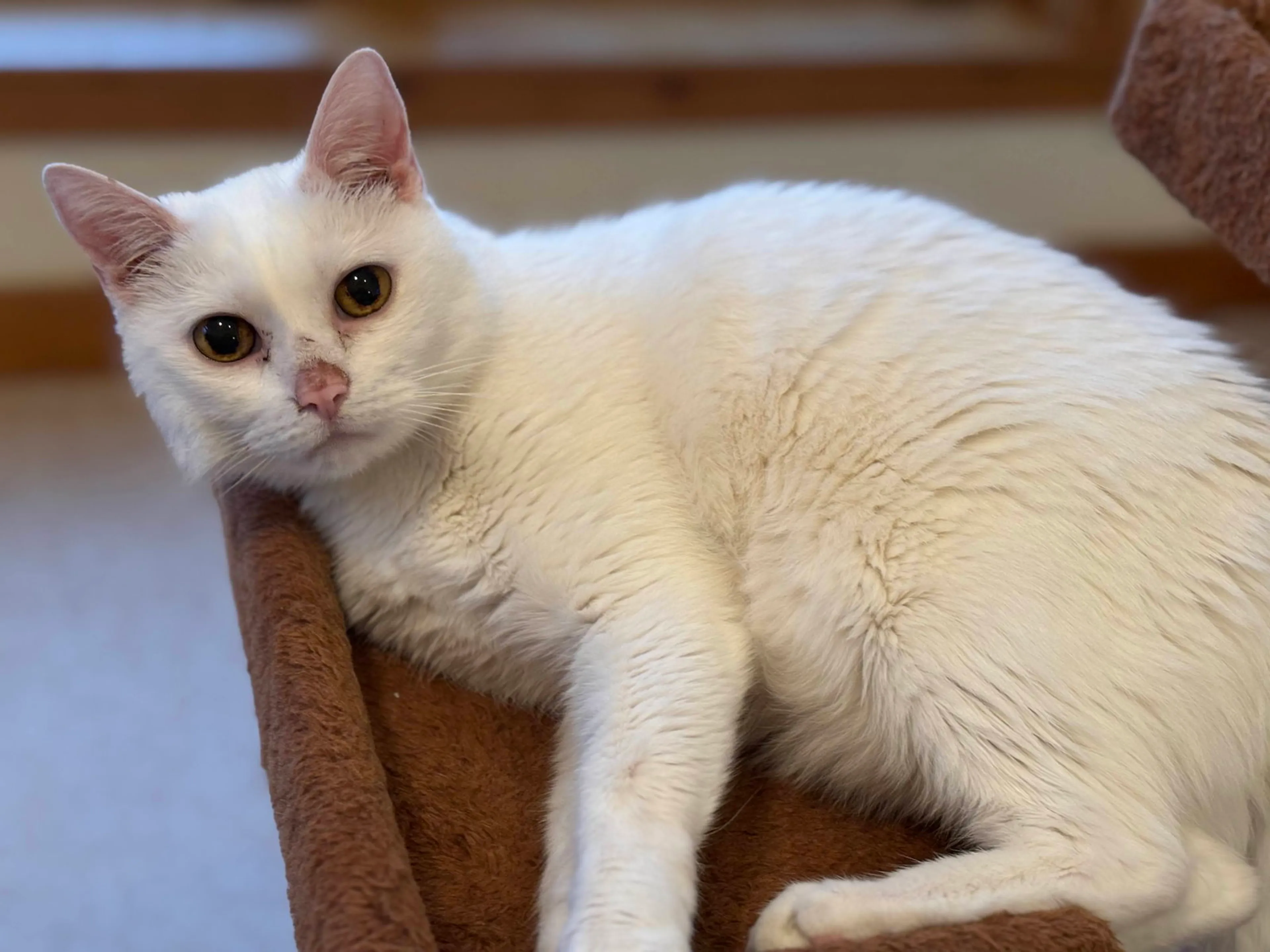 Found pet-4