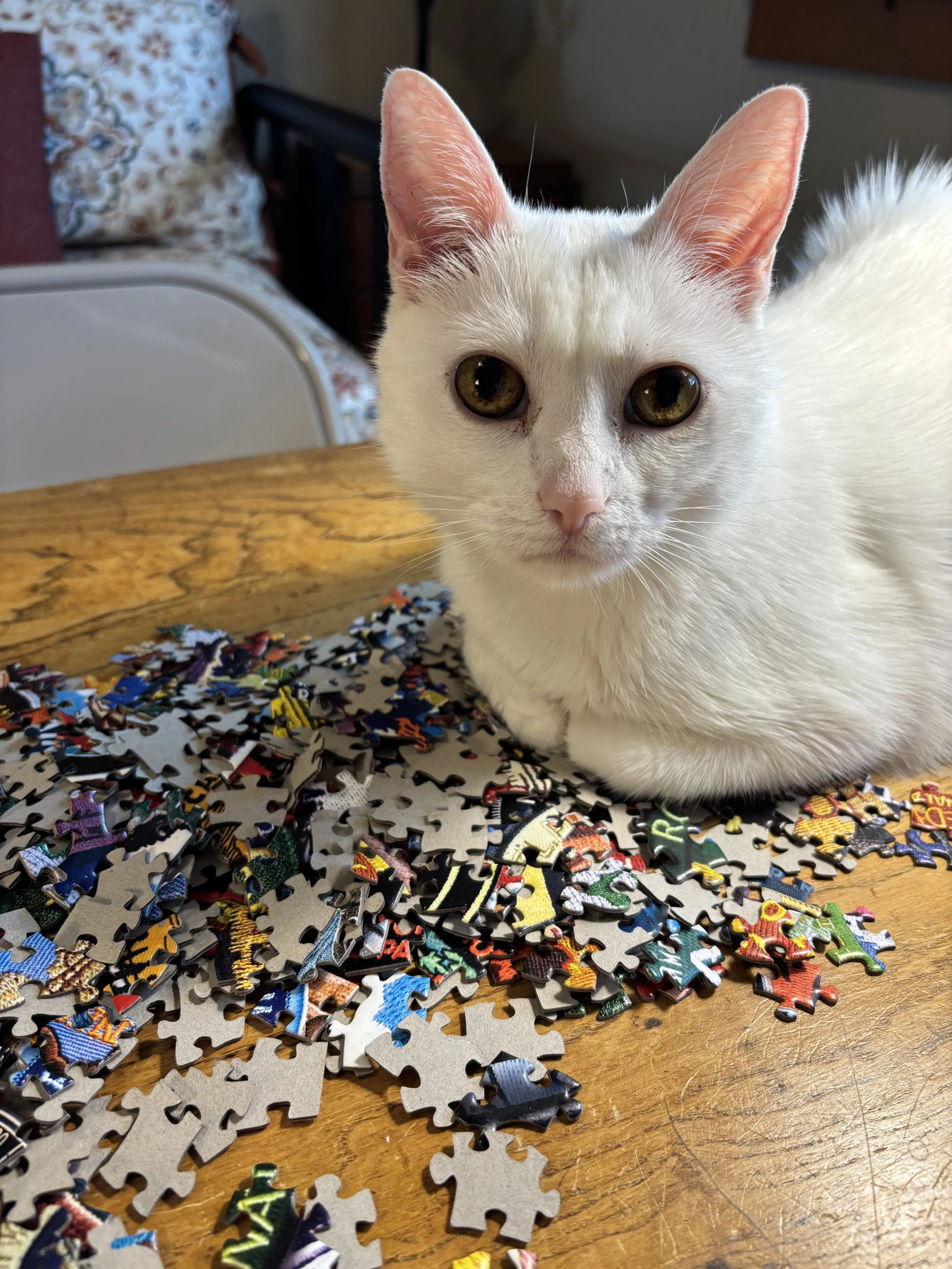 Found pet-1