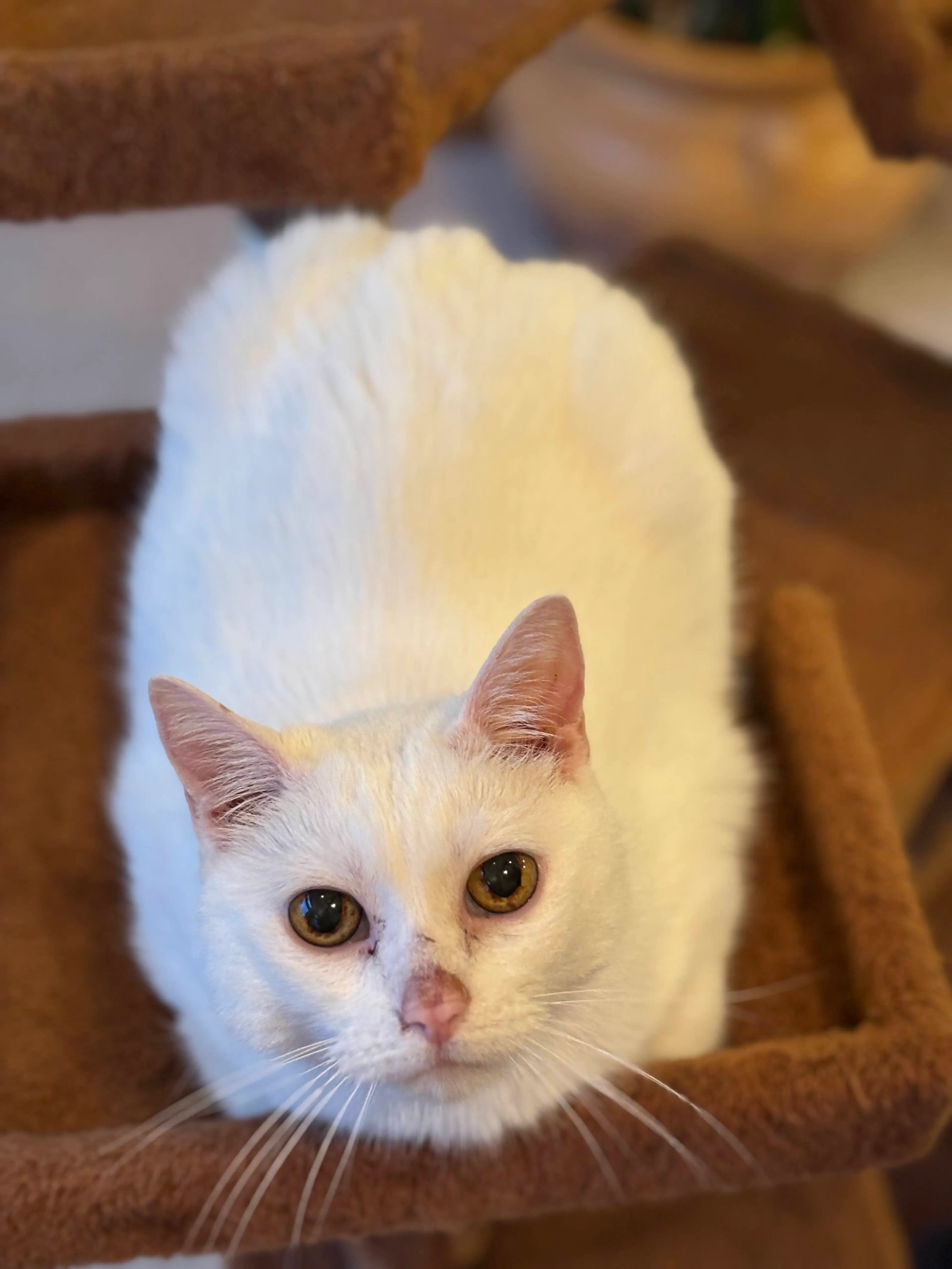 Found pet-3