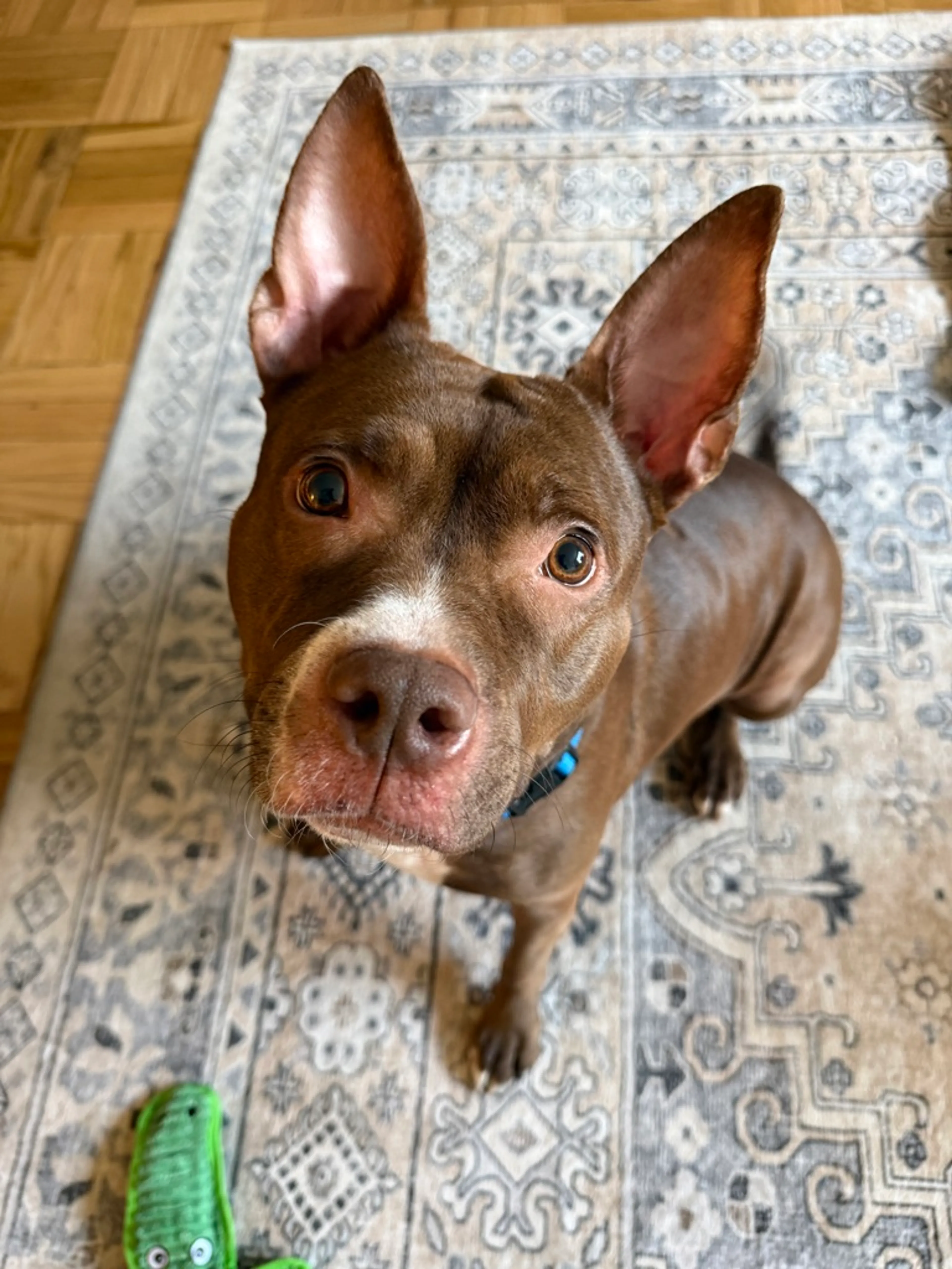 Found pet