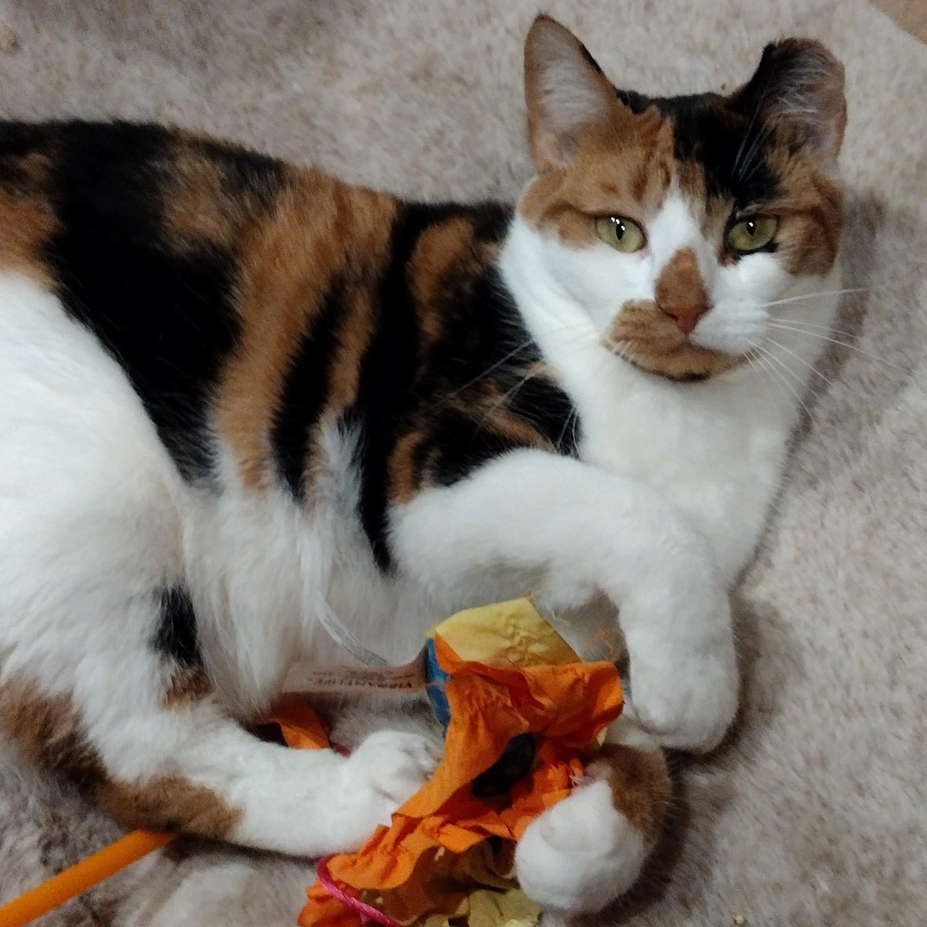 Found pet-2