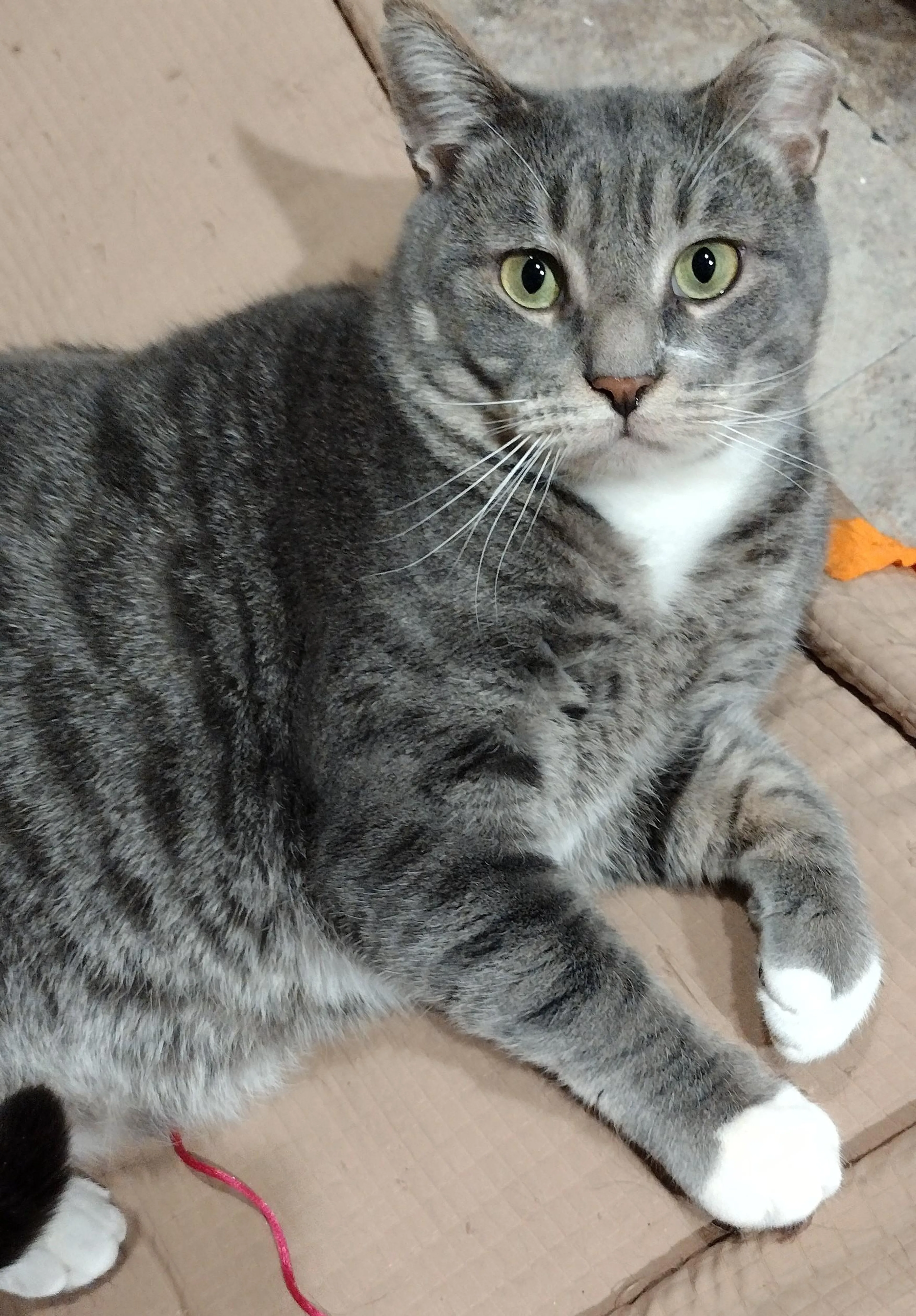 Found pet-3