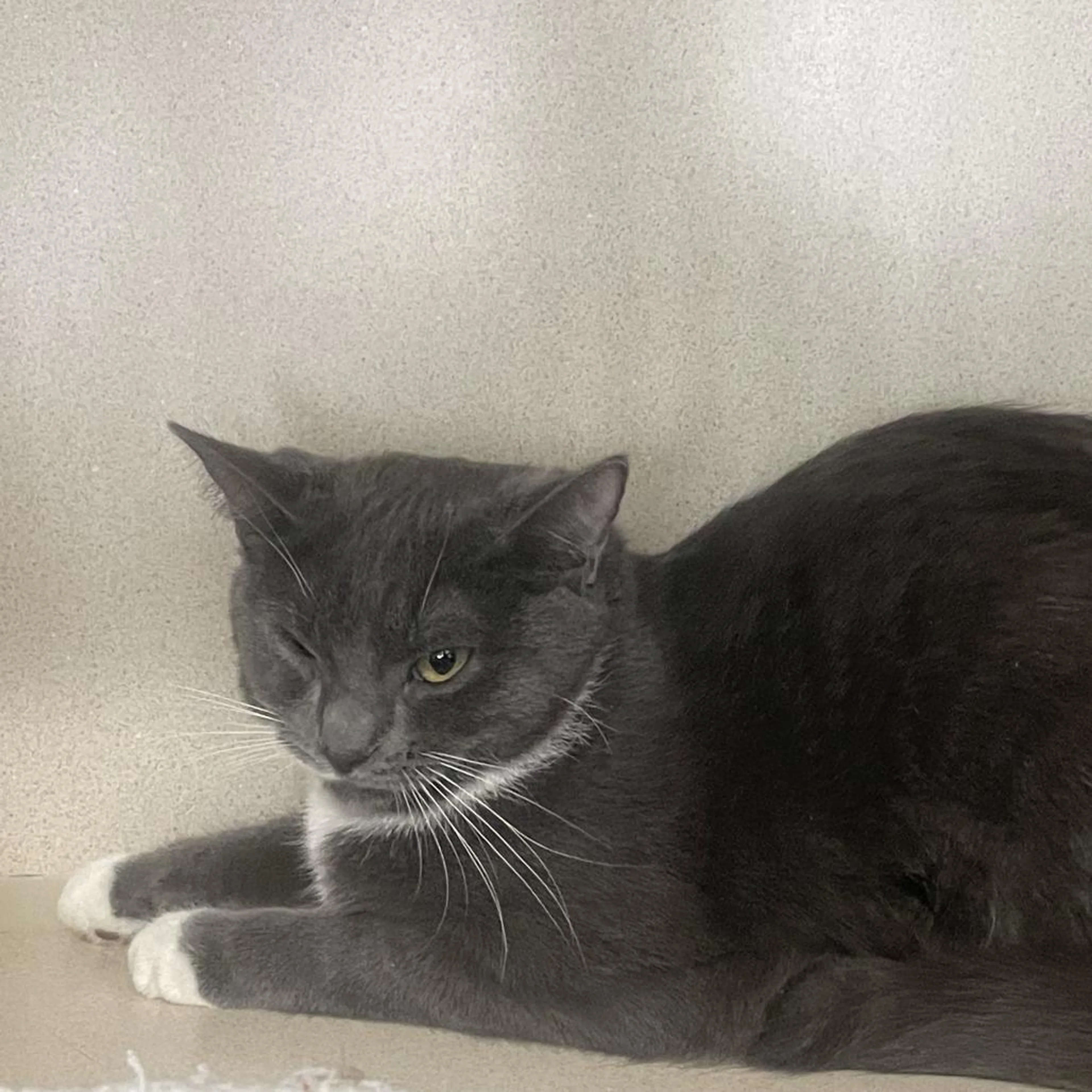 Found pet-3