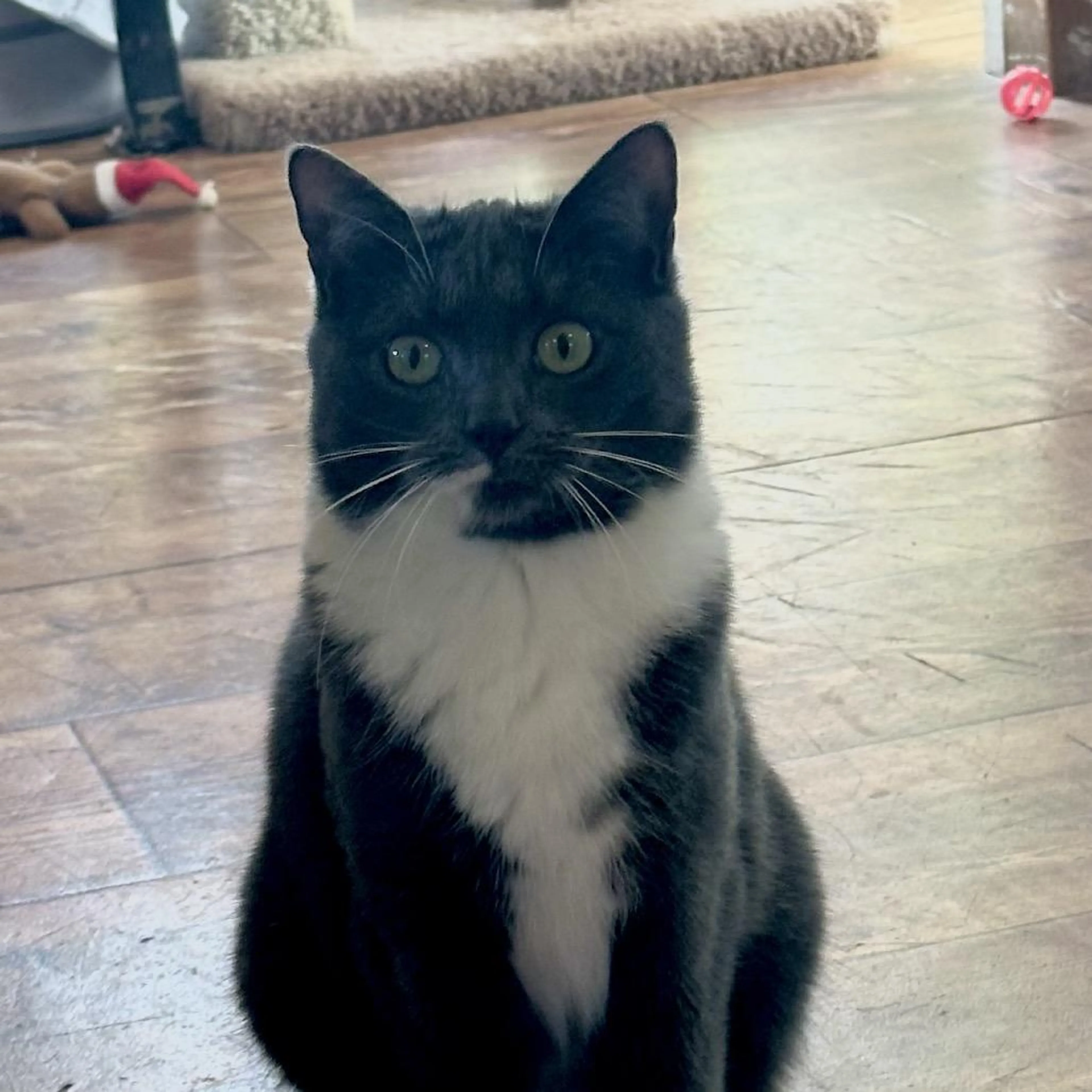 Found pet-1
