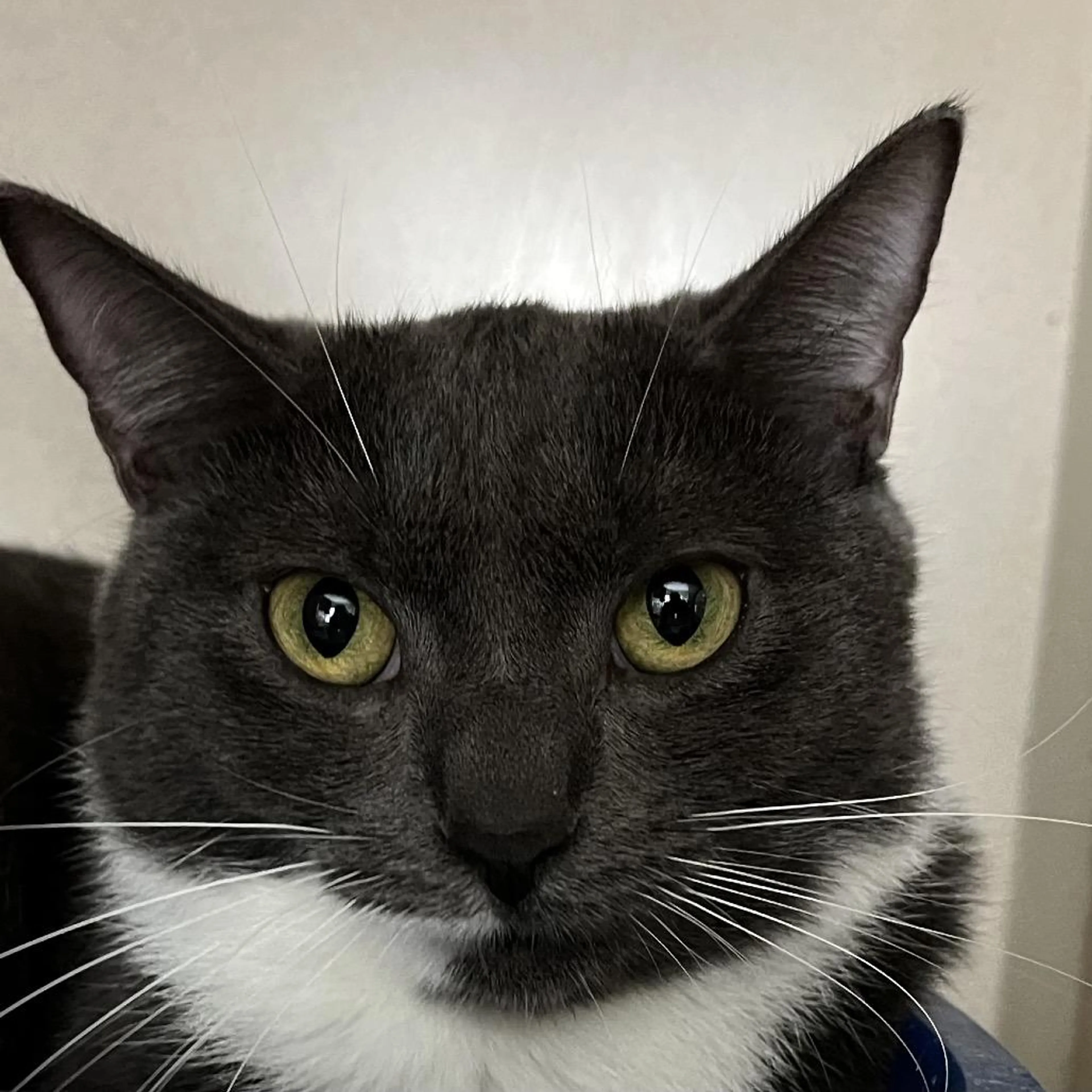 Found pet-2