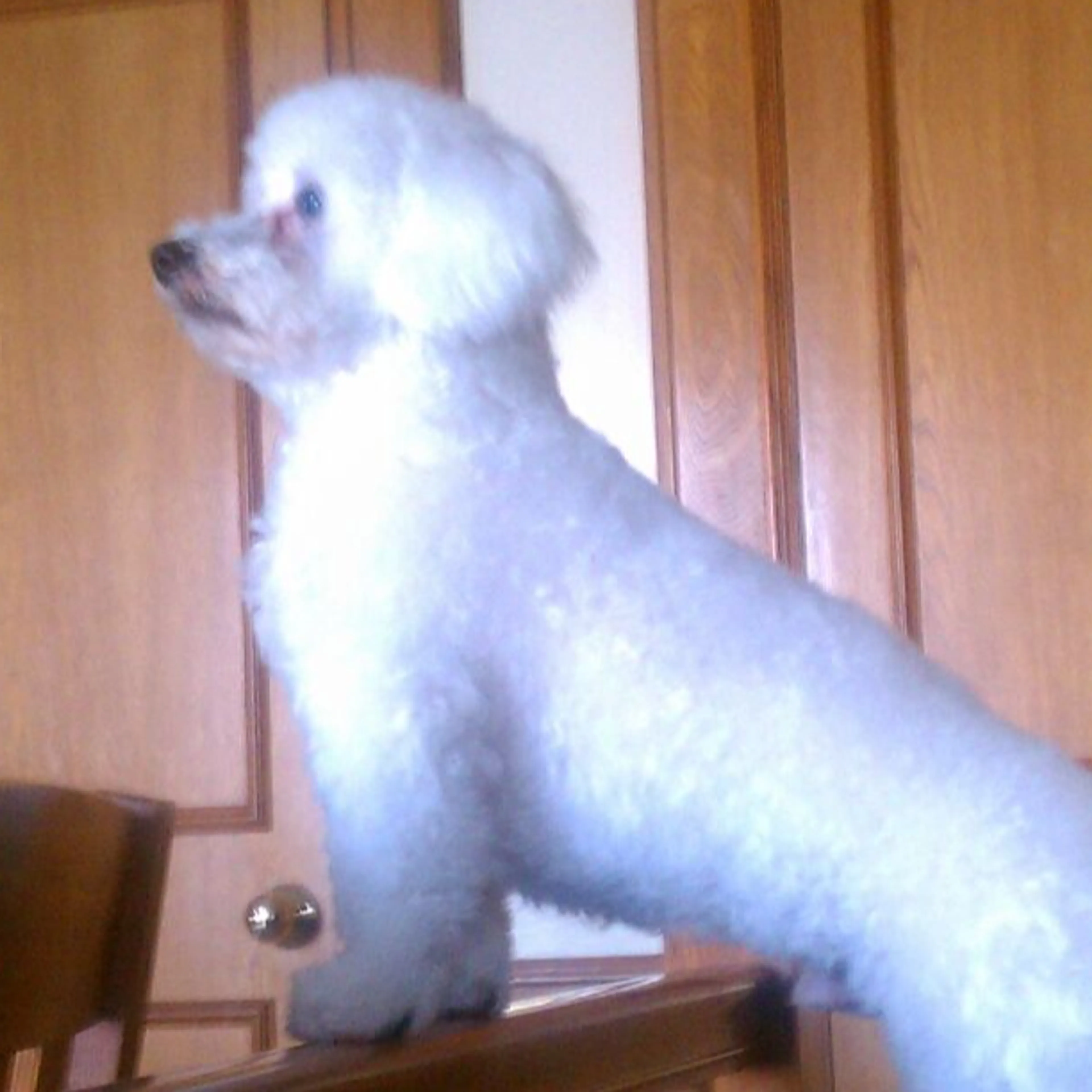 Lost pet-2