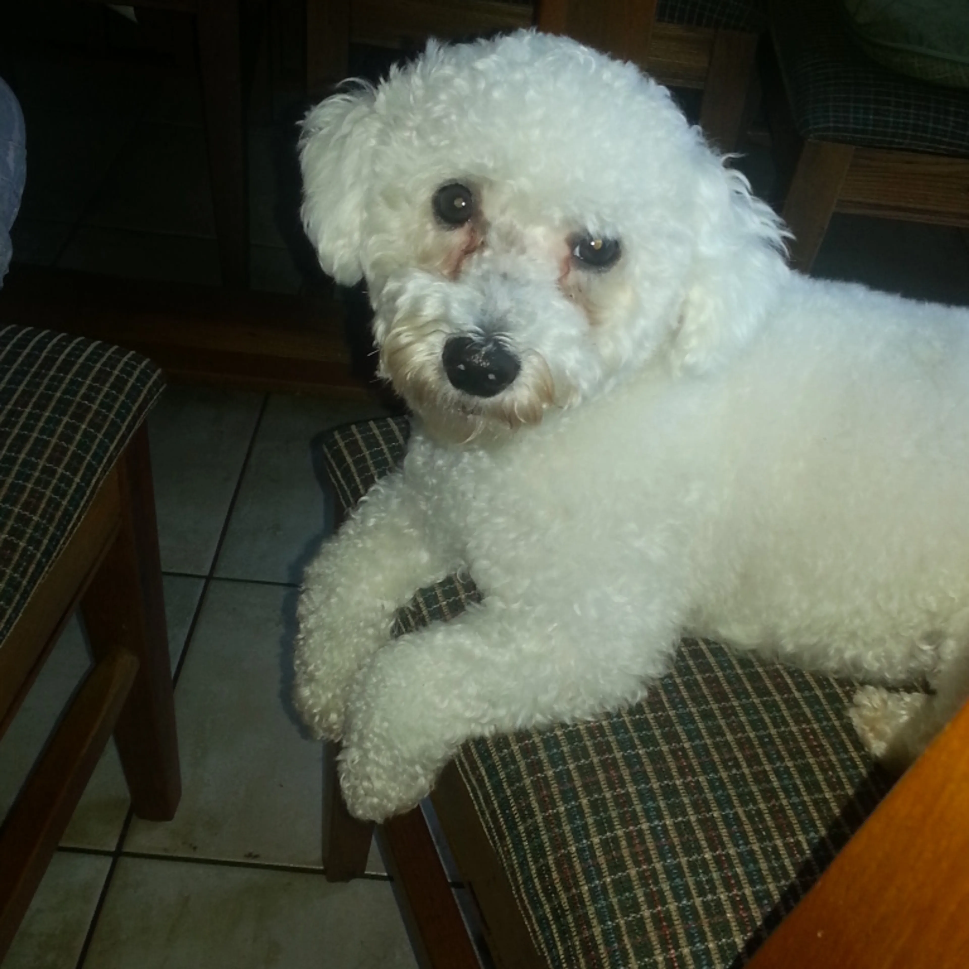Lost pet-1