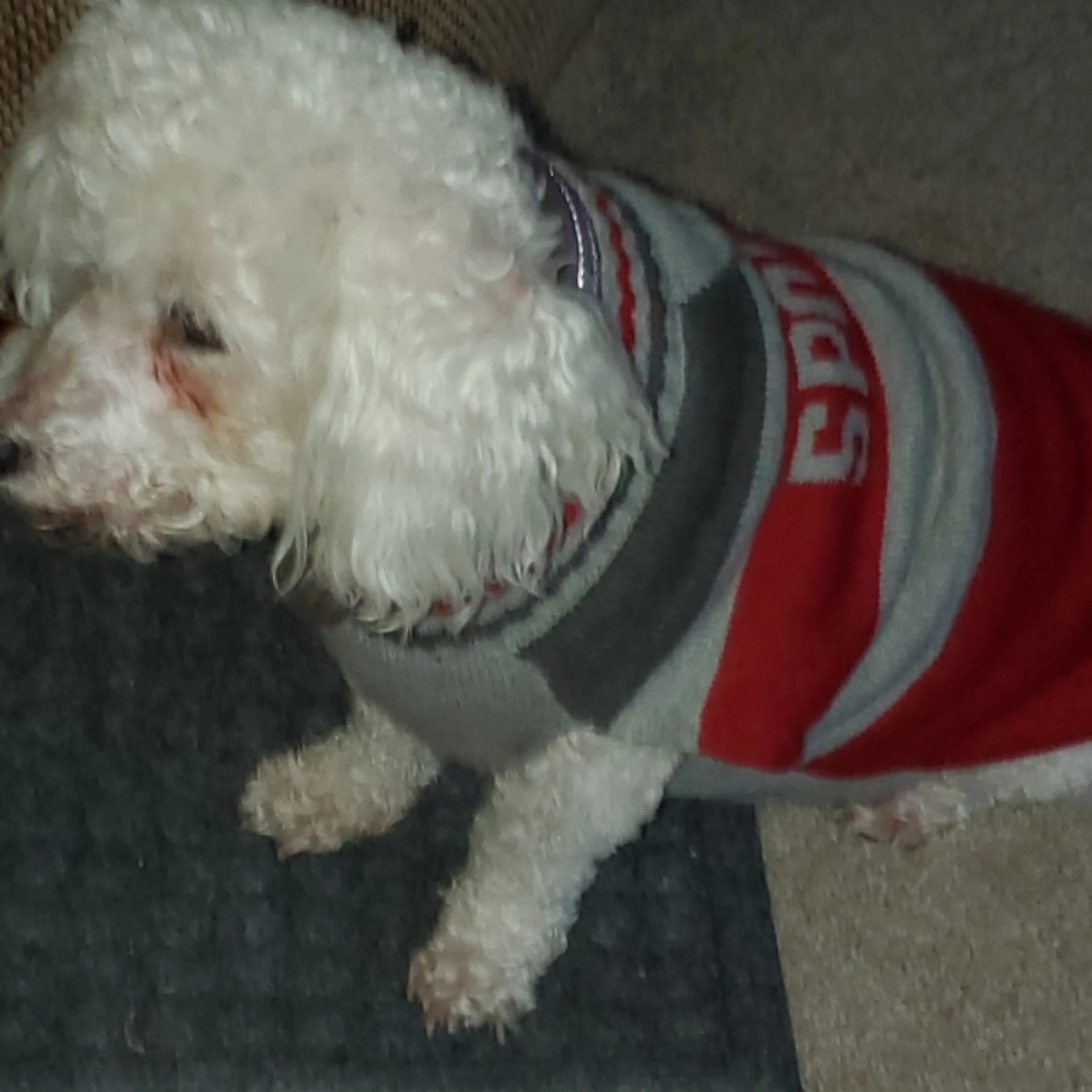 Lost pet-3