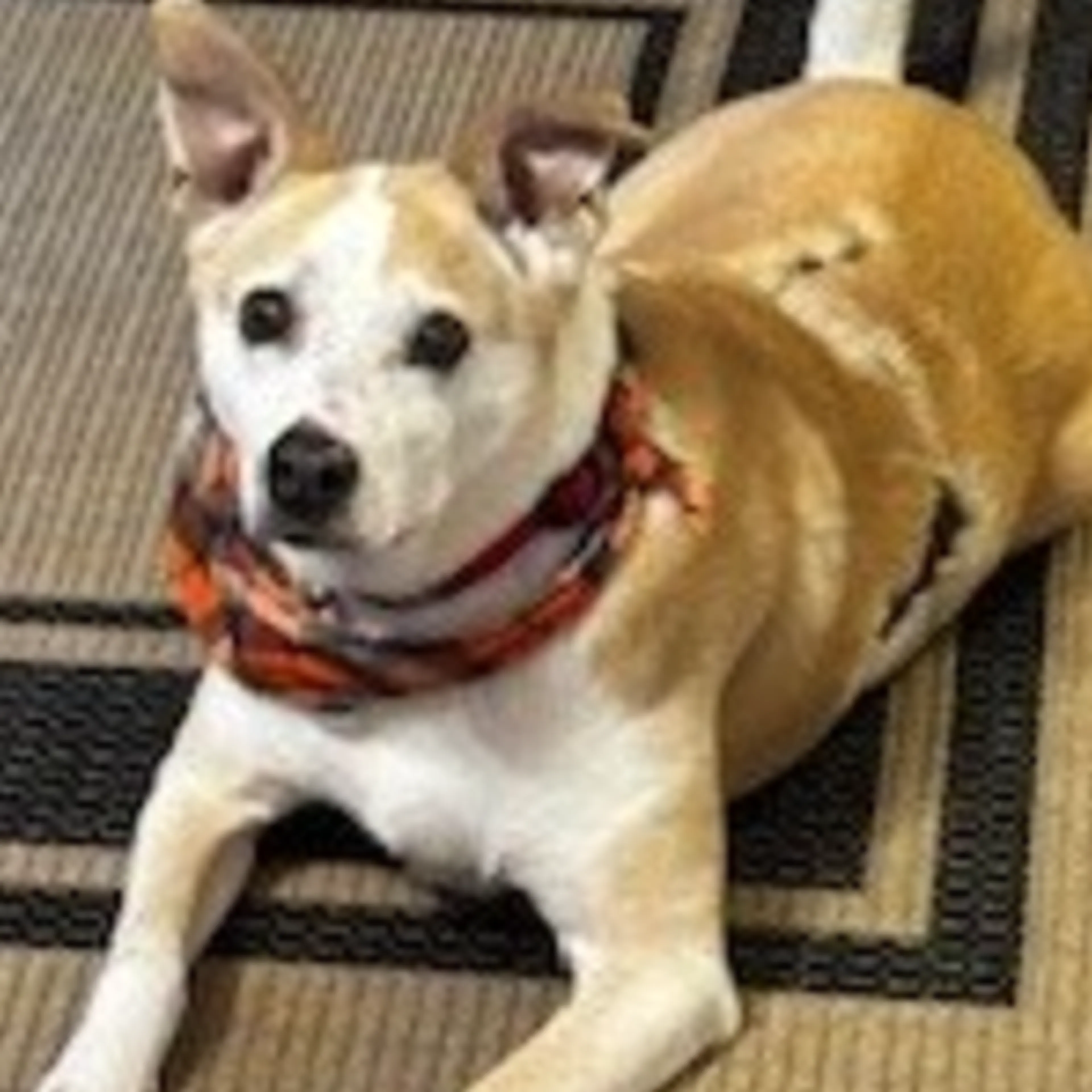 Lost pet