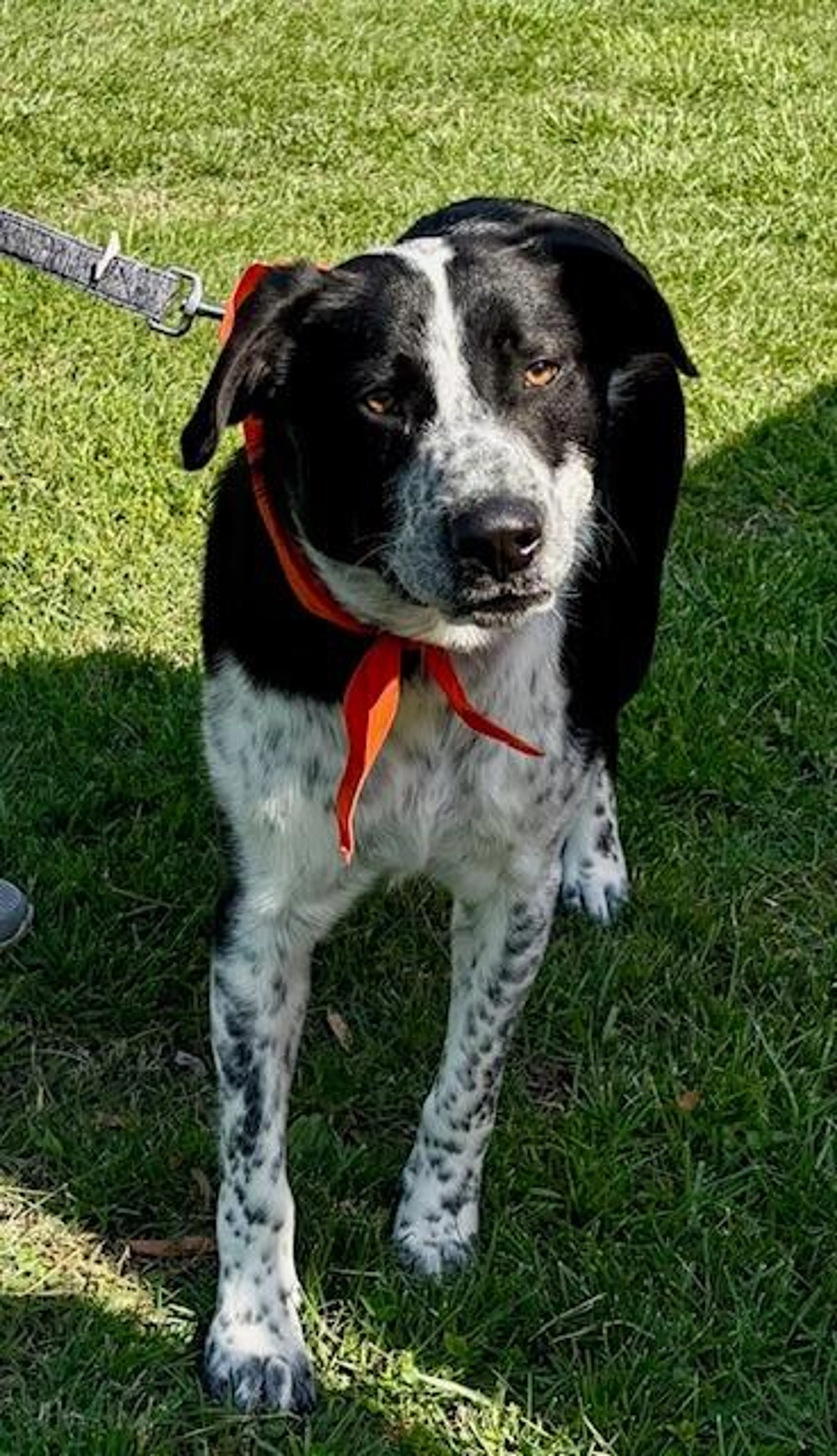 Found pet-2