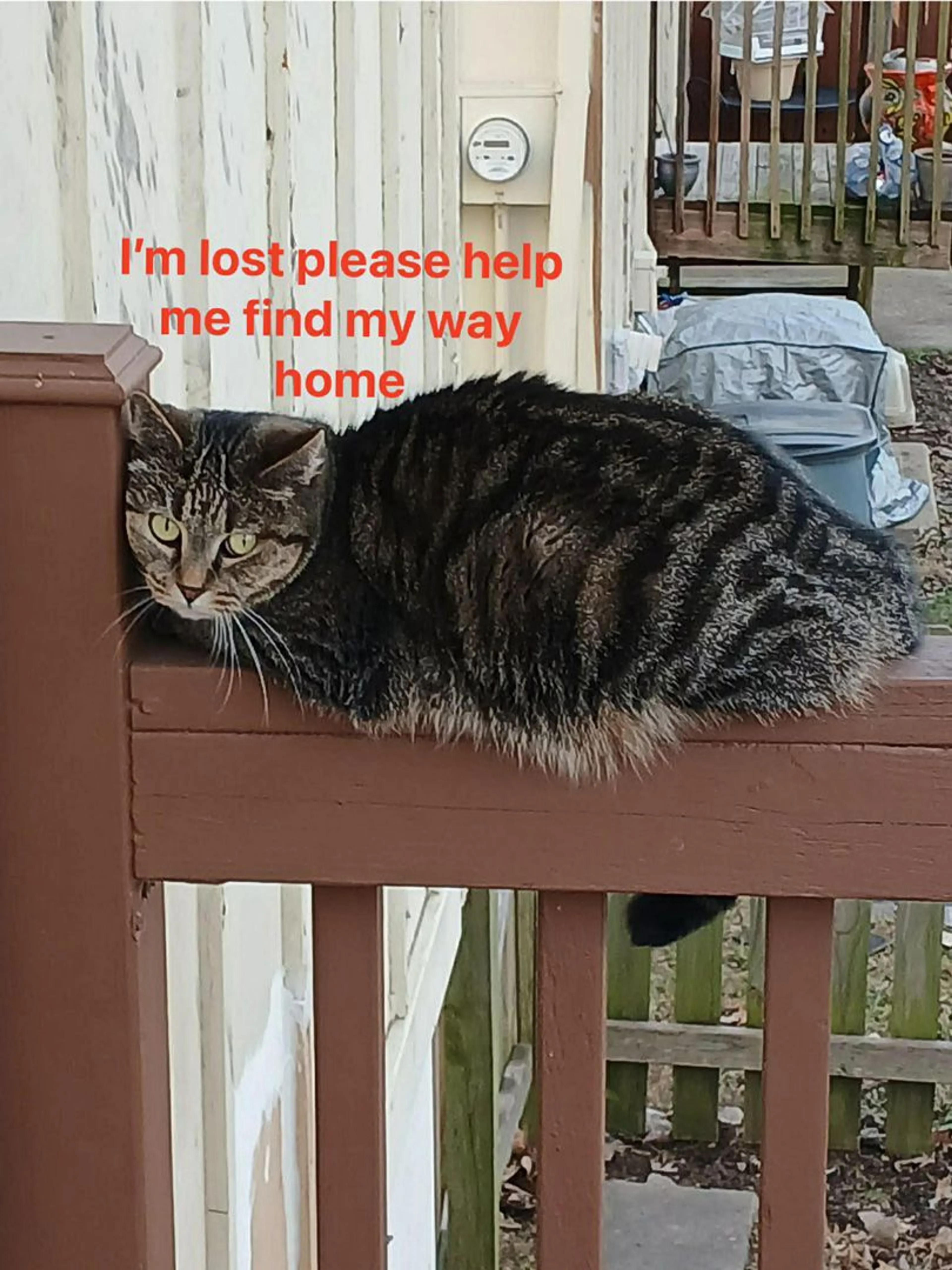 Lost pet-0